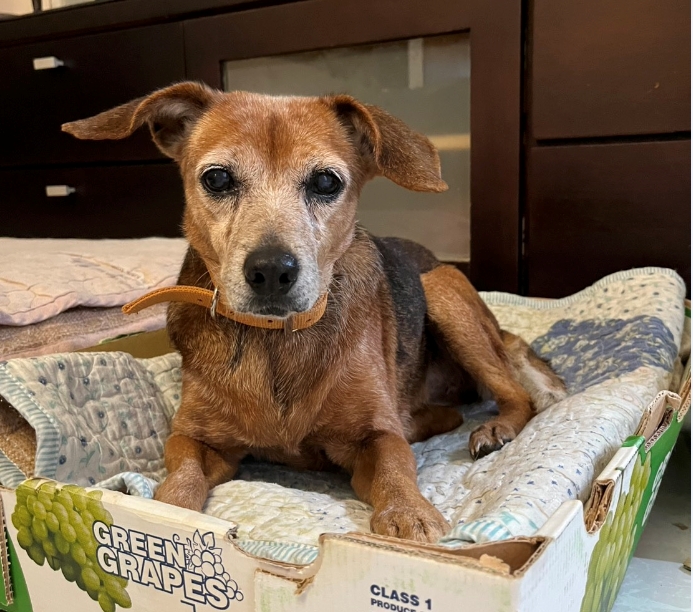 八里「小米」回歸家庭生活