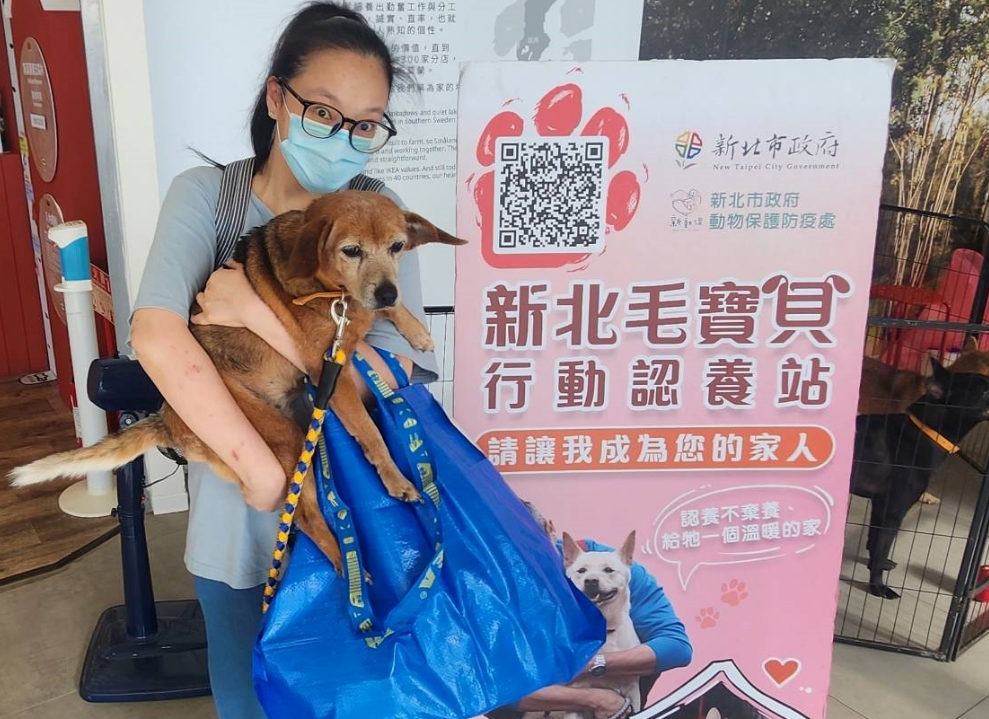  八里「小米」在認養會找到幸福