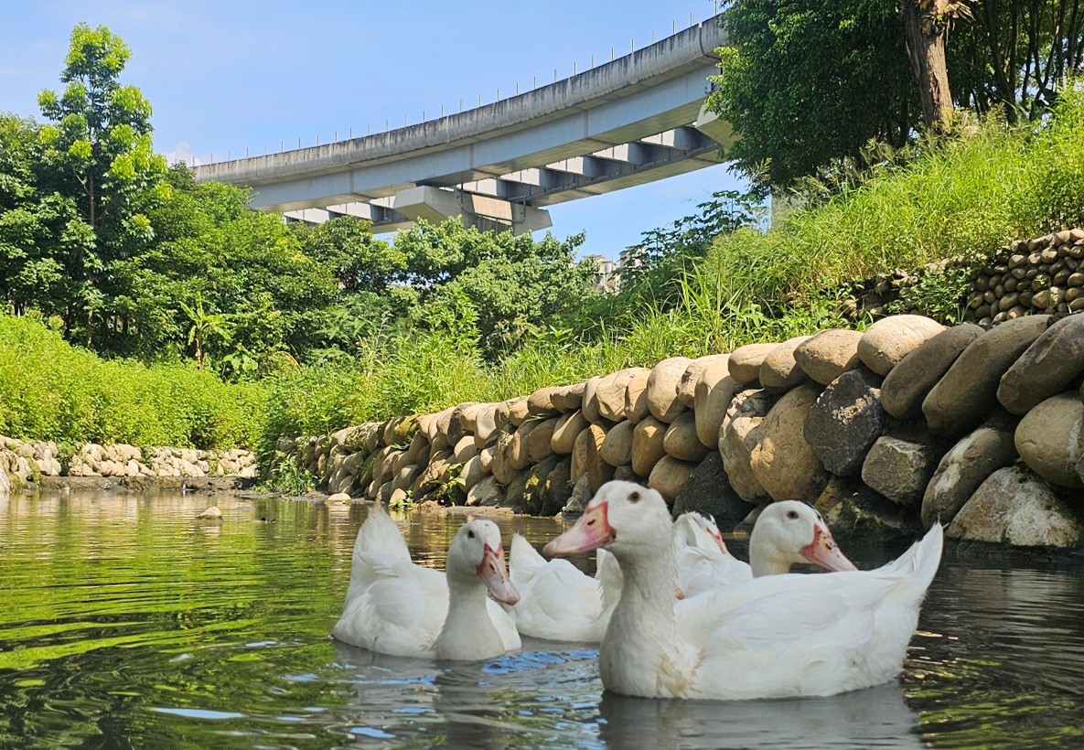 新北美術館景觀水道中可愛鴨群戲水