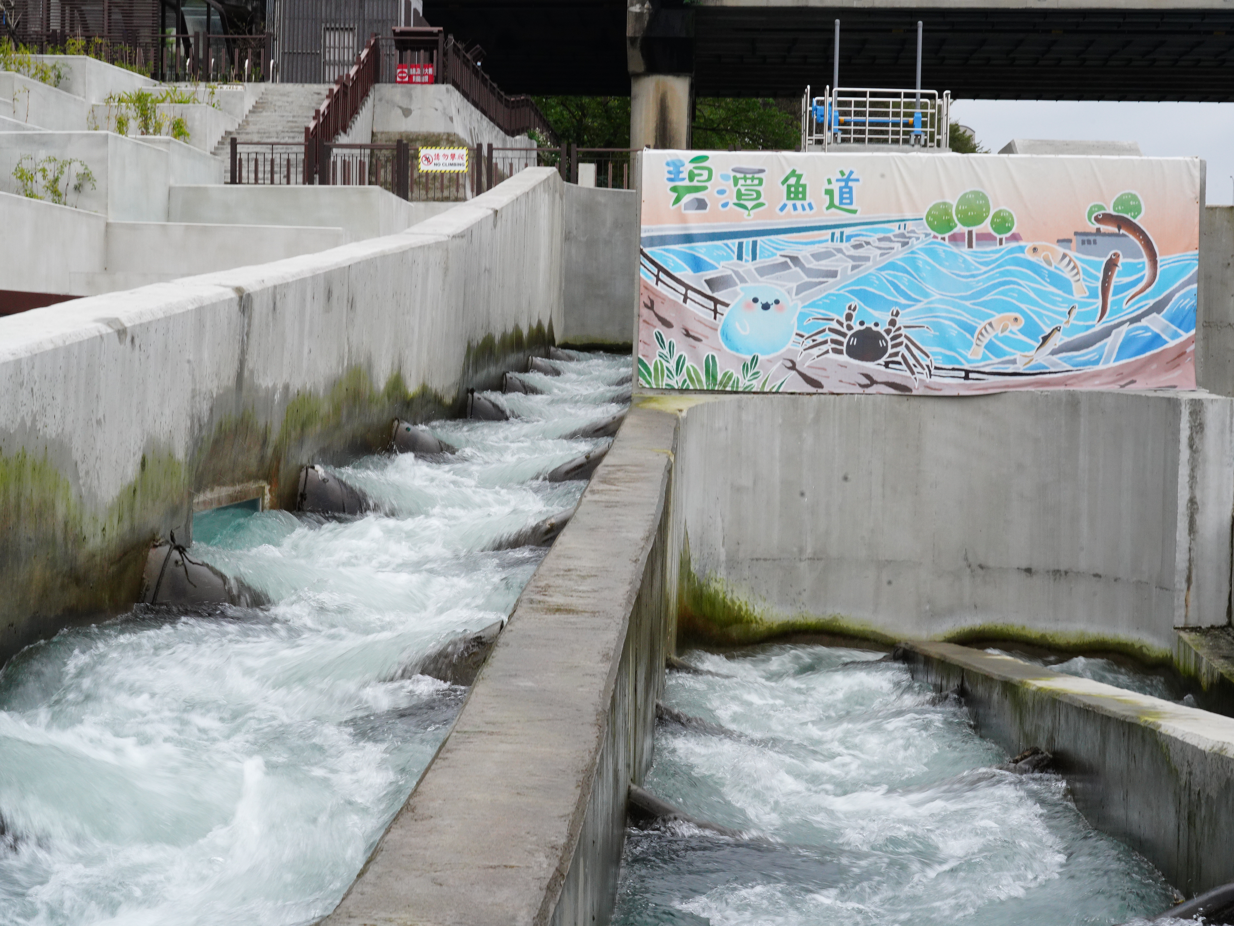 碧潭堰「魚」你相遇限時特展邀你探索新店溪生態奧秘