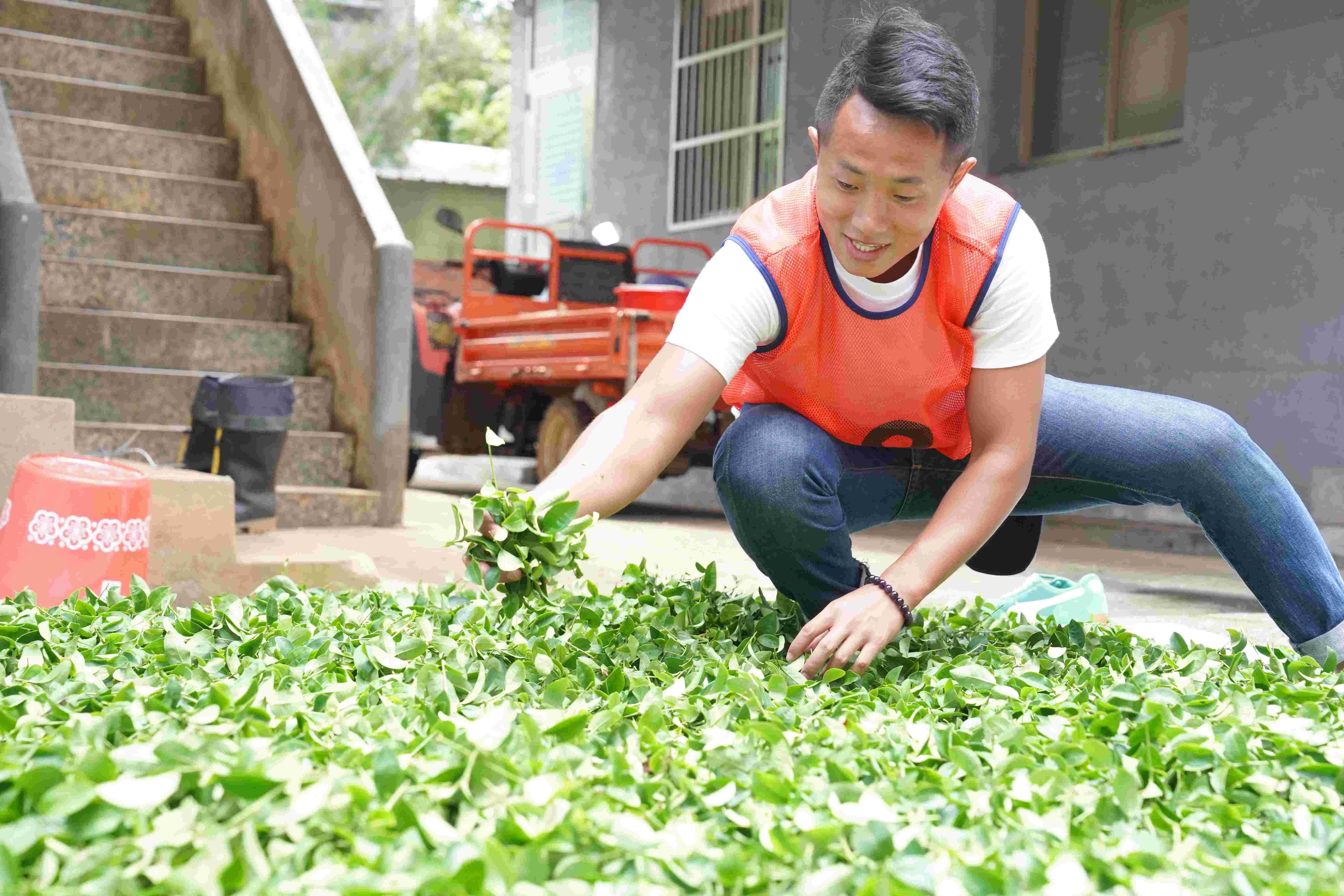 86年次的青農葉承軒分享，製茶程序環環相扣，尤其需要徹夜依照茶菁萎凋狀況，微調攪拌力度與時長，才能製出風味絕佳的新北好茶