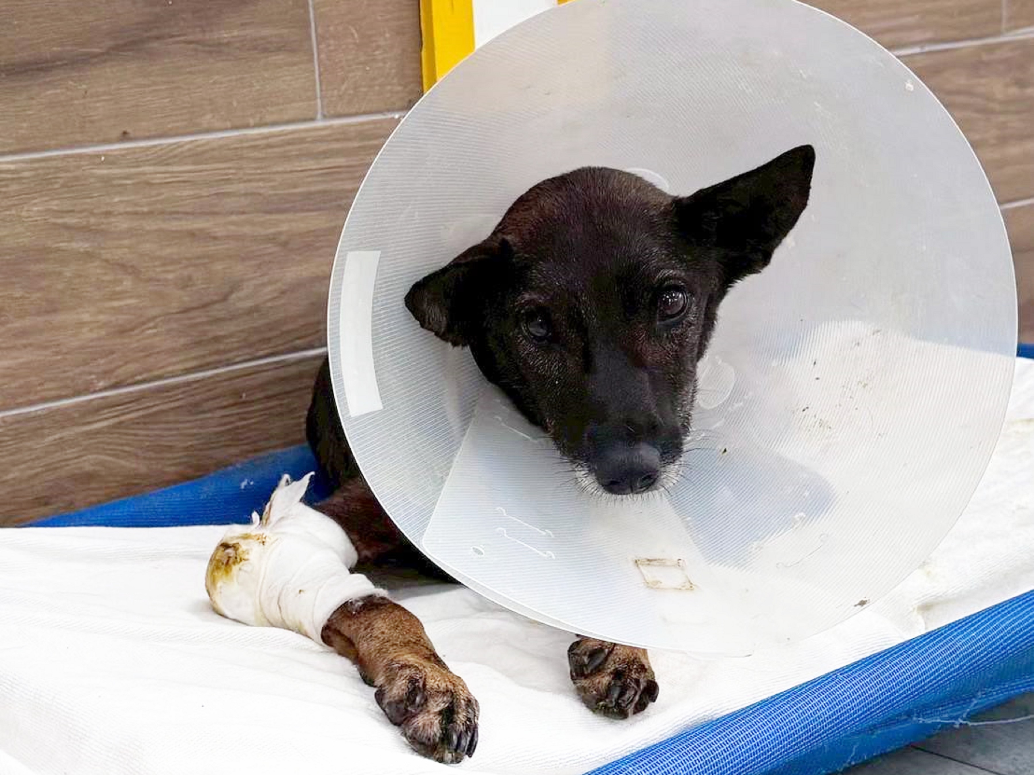 「噹妹」因車禍導致骨盆骨折與神經損傷，一度完全無法行走，必須臥床超過一個月