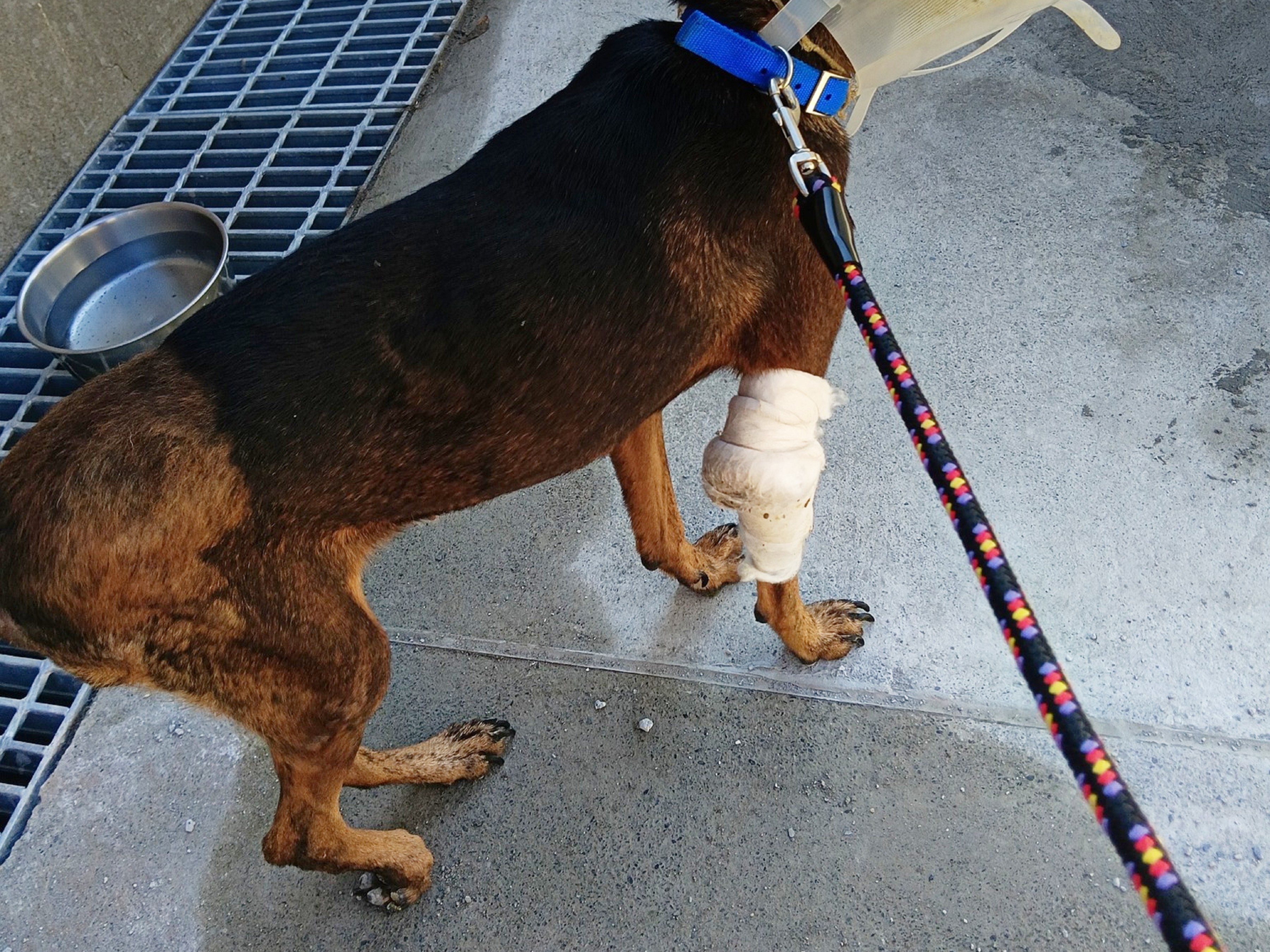 目前牠的排便排尿仍需要人為協助，右後腳也保留神經損傷的後遺症