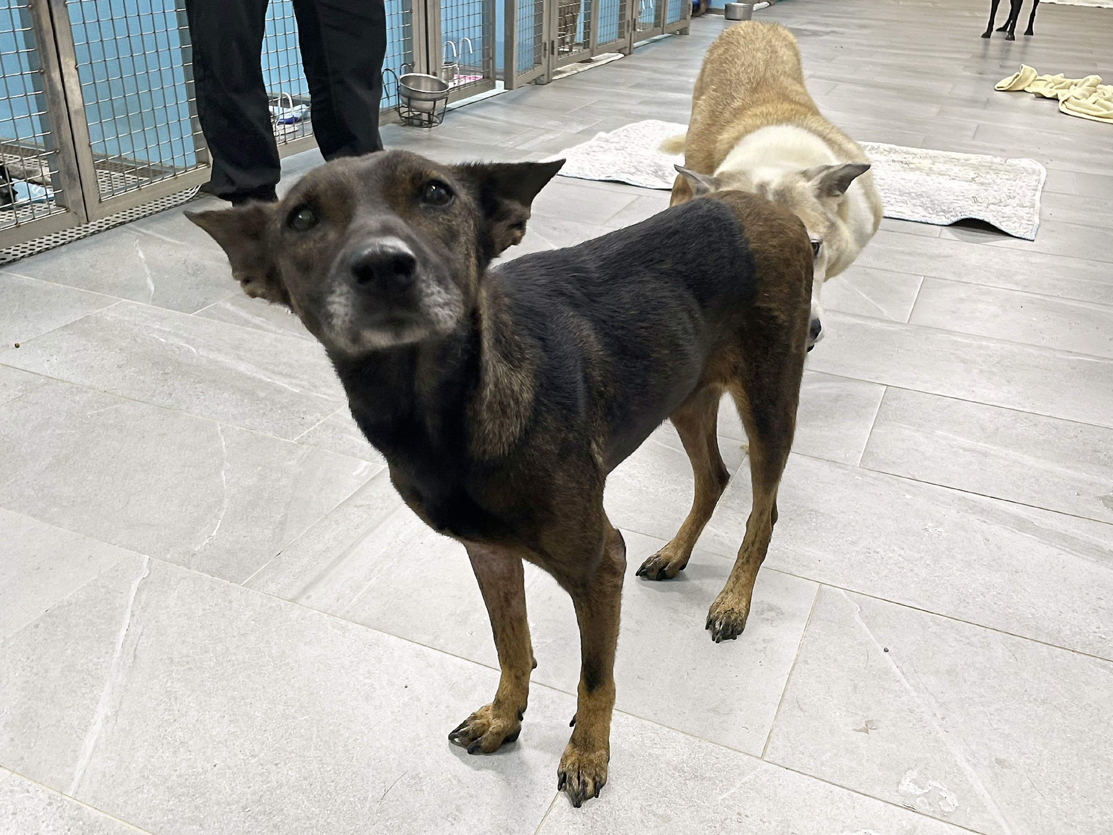  「噹妹」在針灸治療下，後腳肌力逐漸恢復，站立及步態明顯改善，從原本拖行、雙腳無力，到現在能穩定踏步