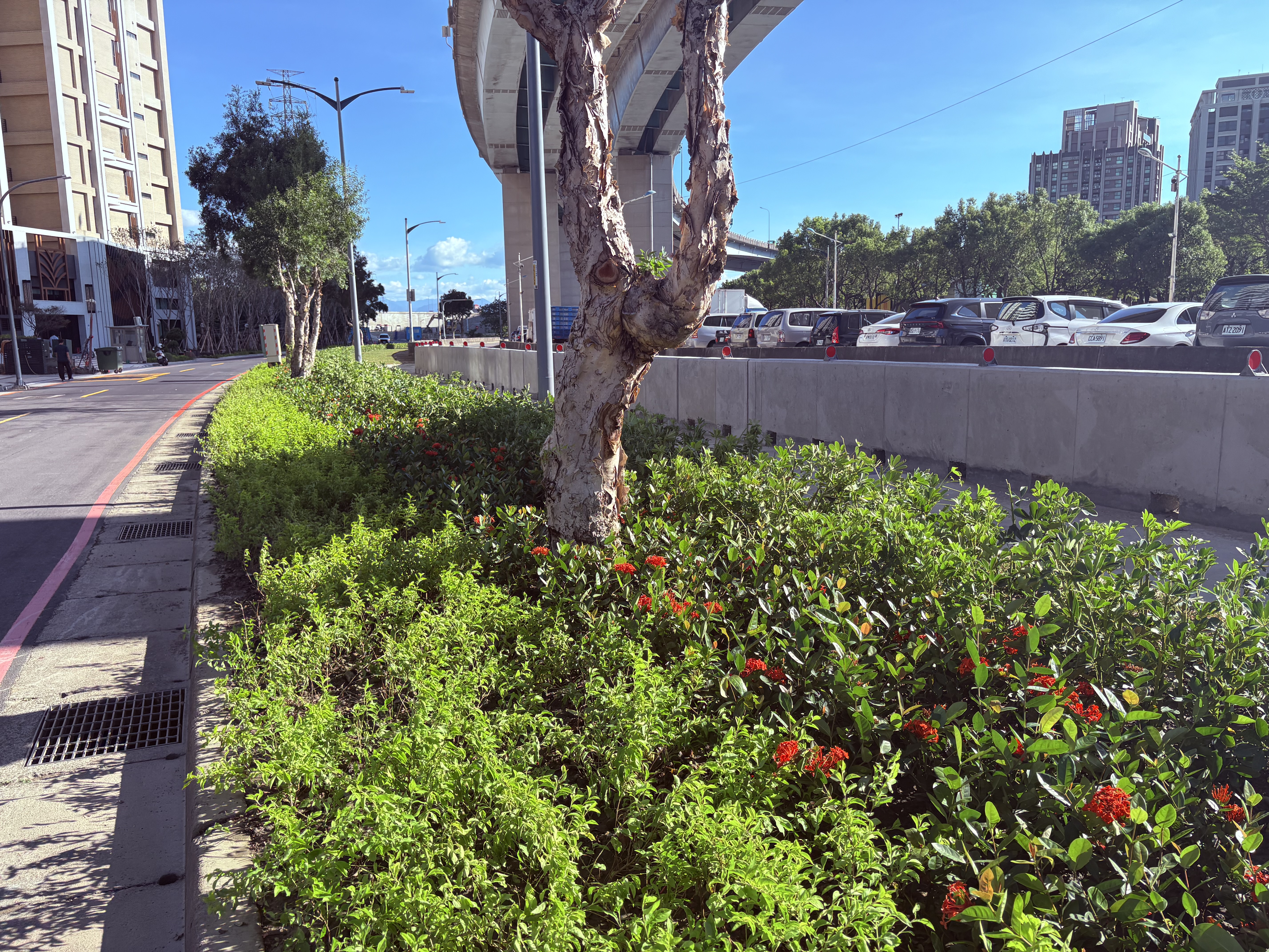 透過簡易好維護且不同色彩的植栽，打造出城市綠廊的意象，讓民眾感受植栽生命力及多樣性