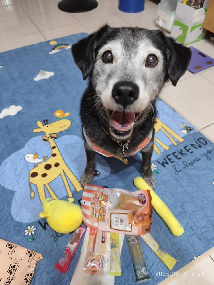  飼主回饋毛寶貝「白眉」自板橋動物之家認養後的幸福照片
