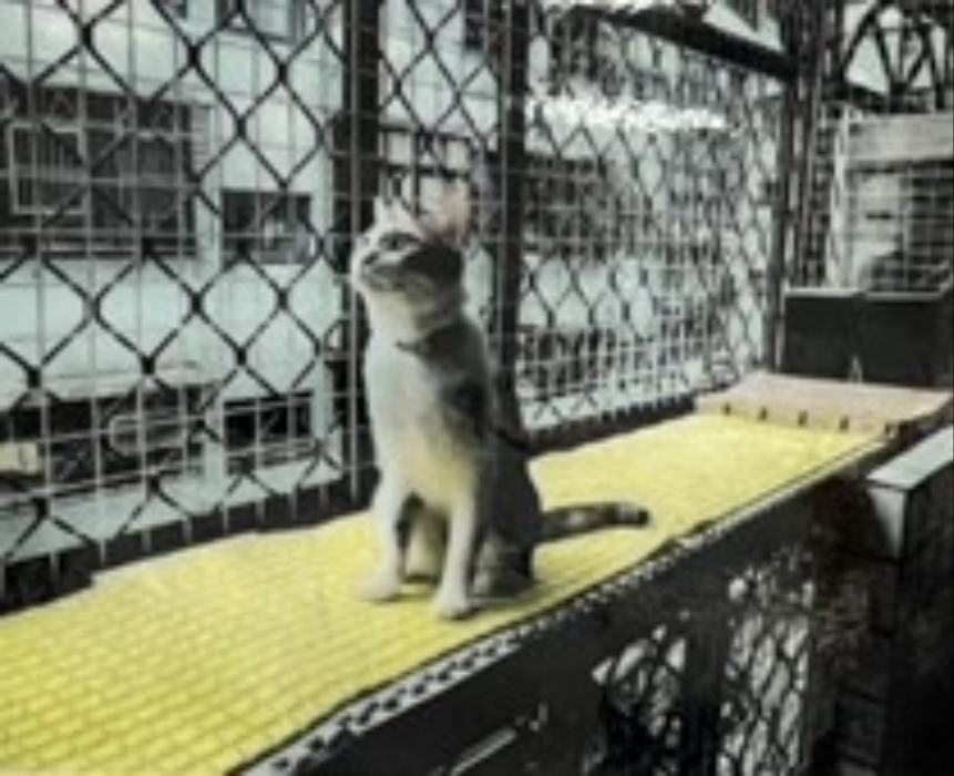  認養貓咪須完成窗戶防護，確保貓咪安全