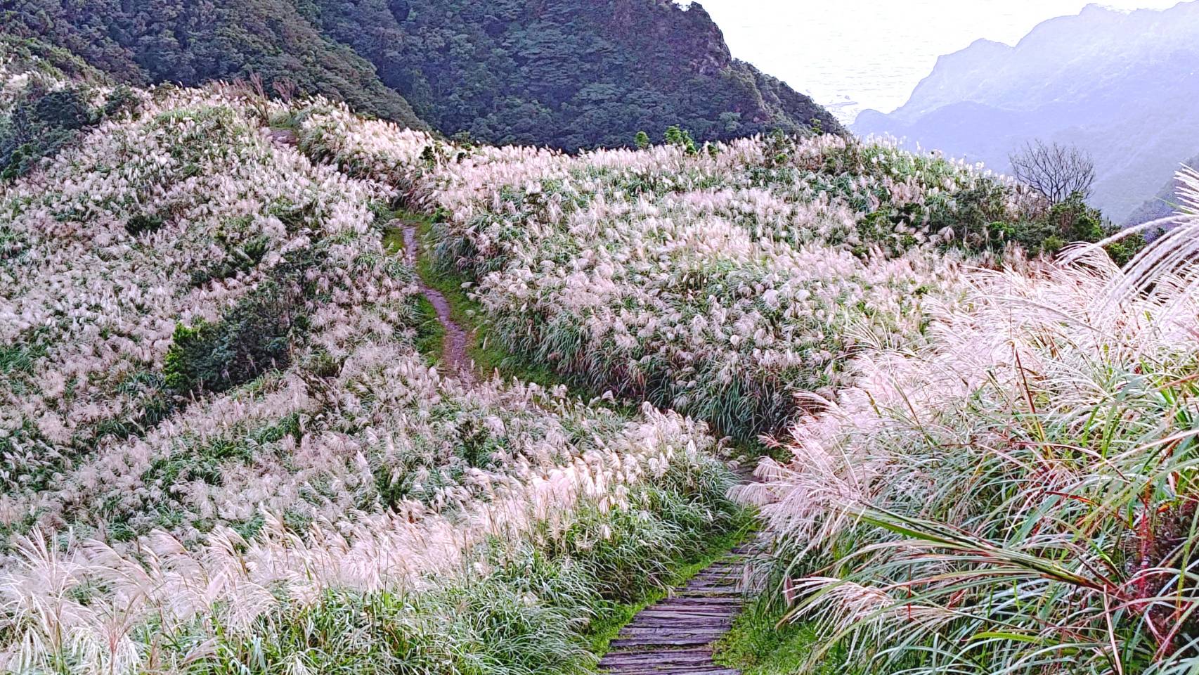 三安社區旁的芒花步道