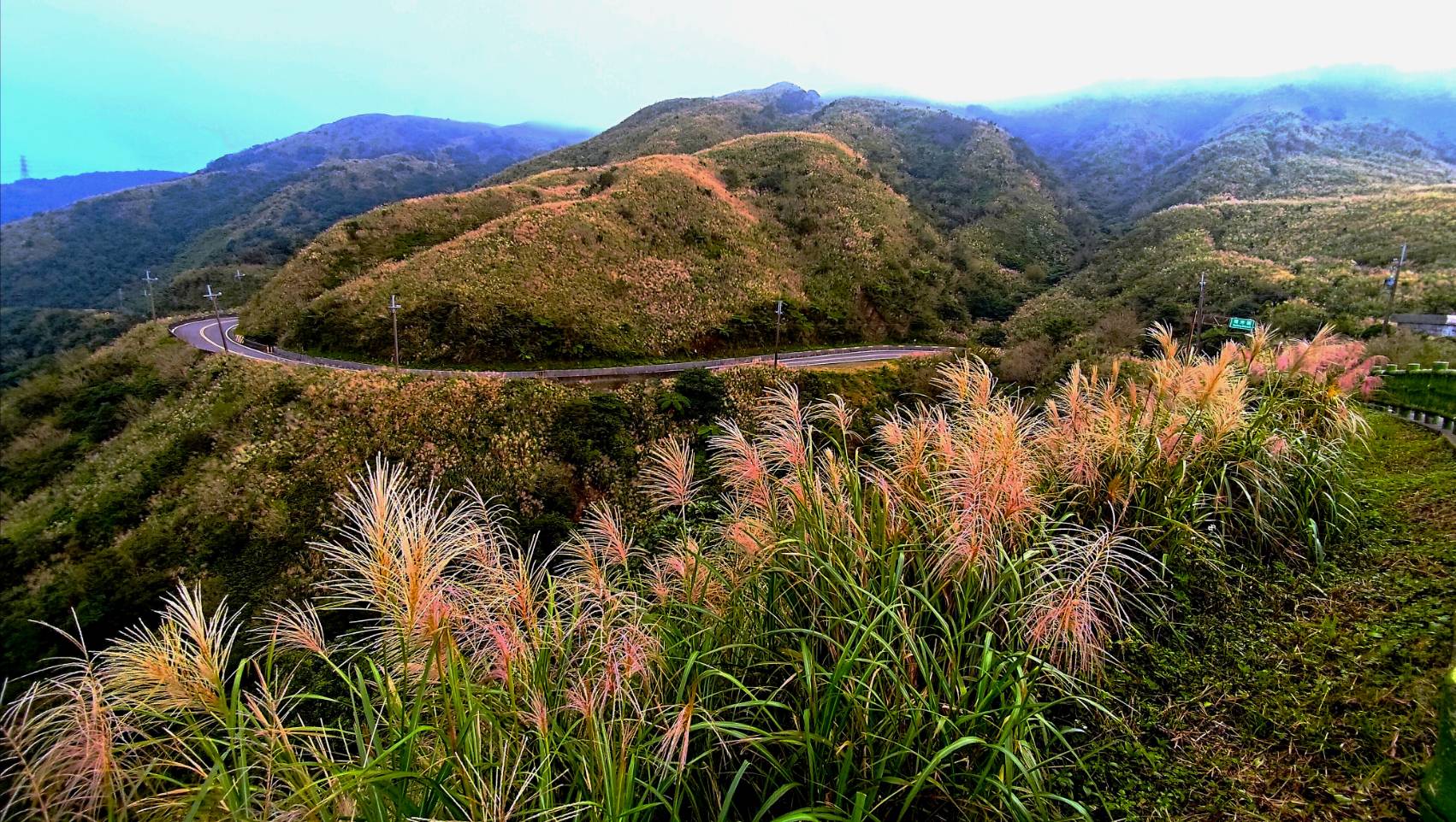 在山頂上鳥瞰滿開的芒花