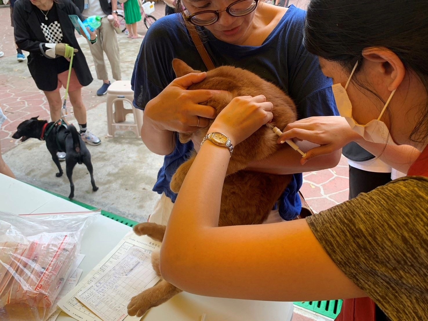  寵物登記前需要在動物的頸背部植入晶片，植入過程簡單省時