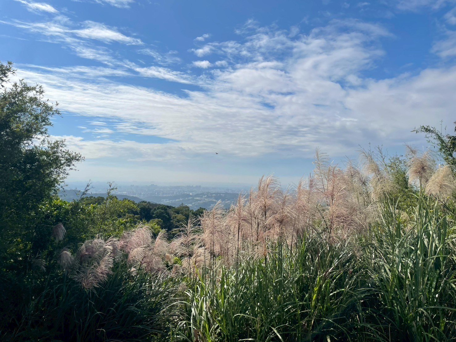 秋冬芒花盛開，山坡被柔白花穗鋪滿。