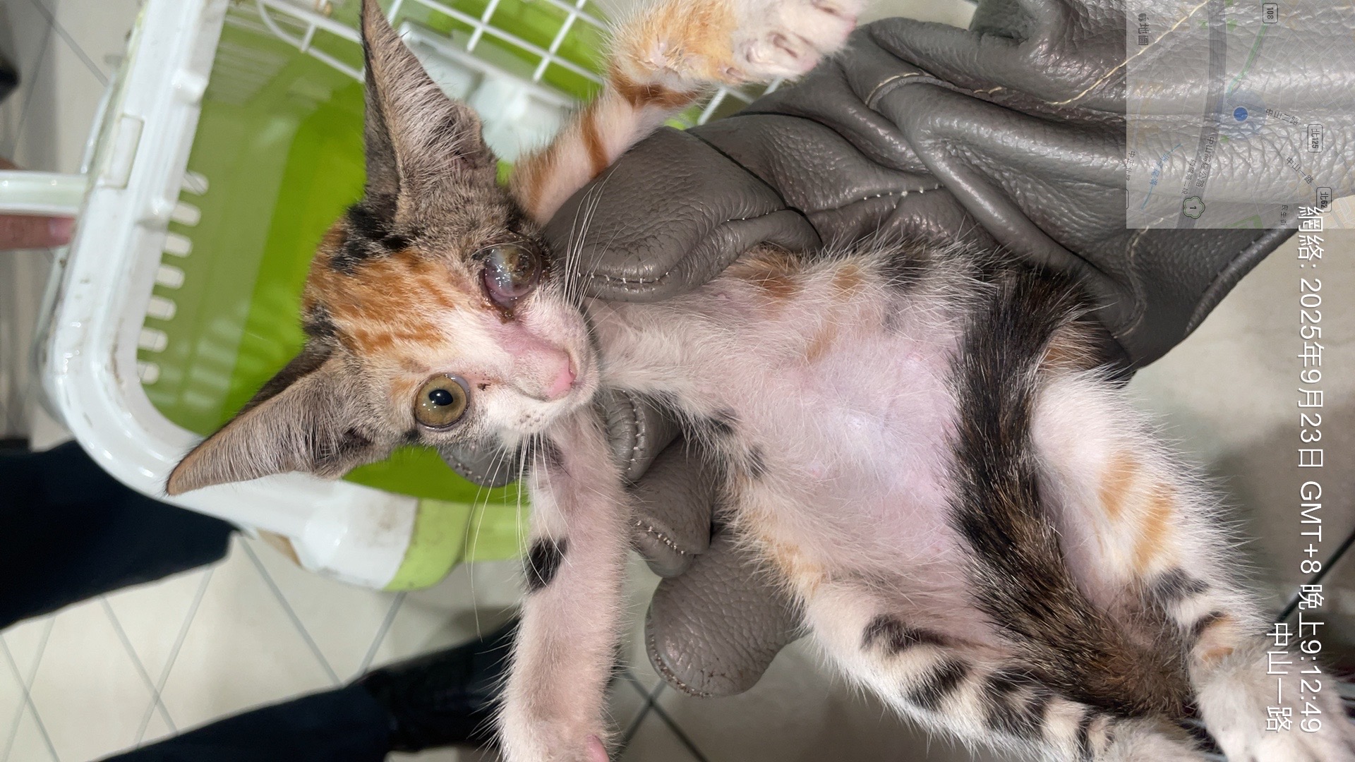 小三花幼貓左眼嚴重潰瘍