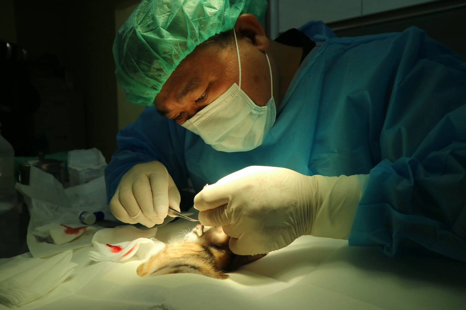 獸醫師李建沛進行手術中