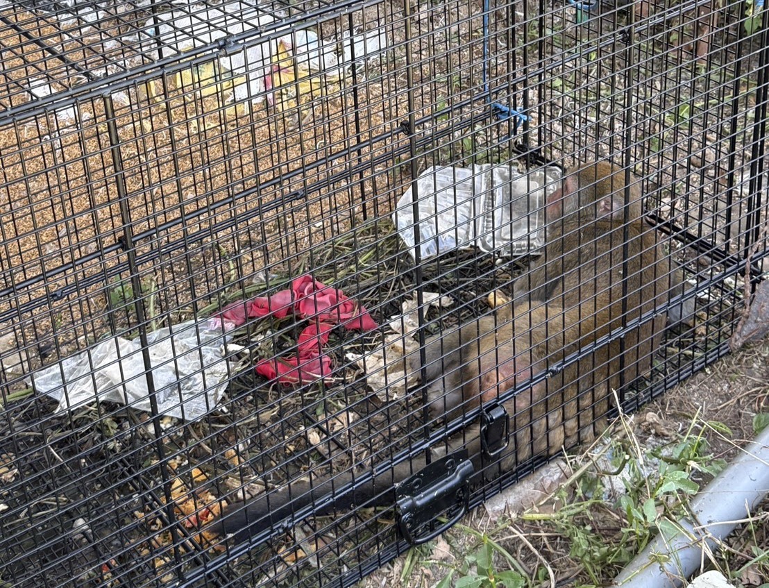  破壞農地獼猴被誘捕籠捕捉，帶去其他區域野放