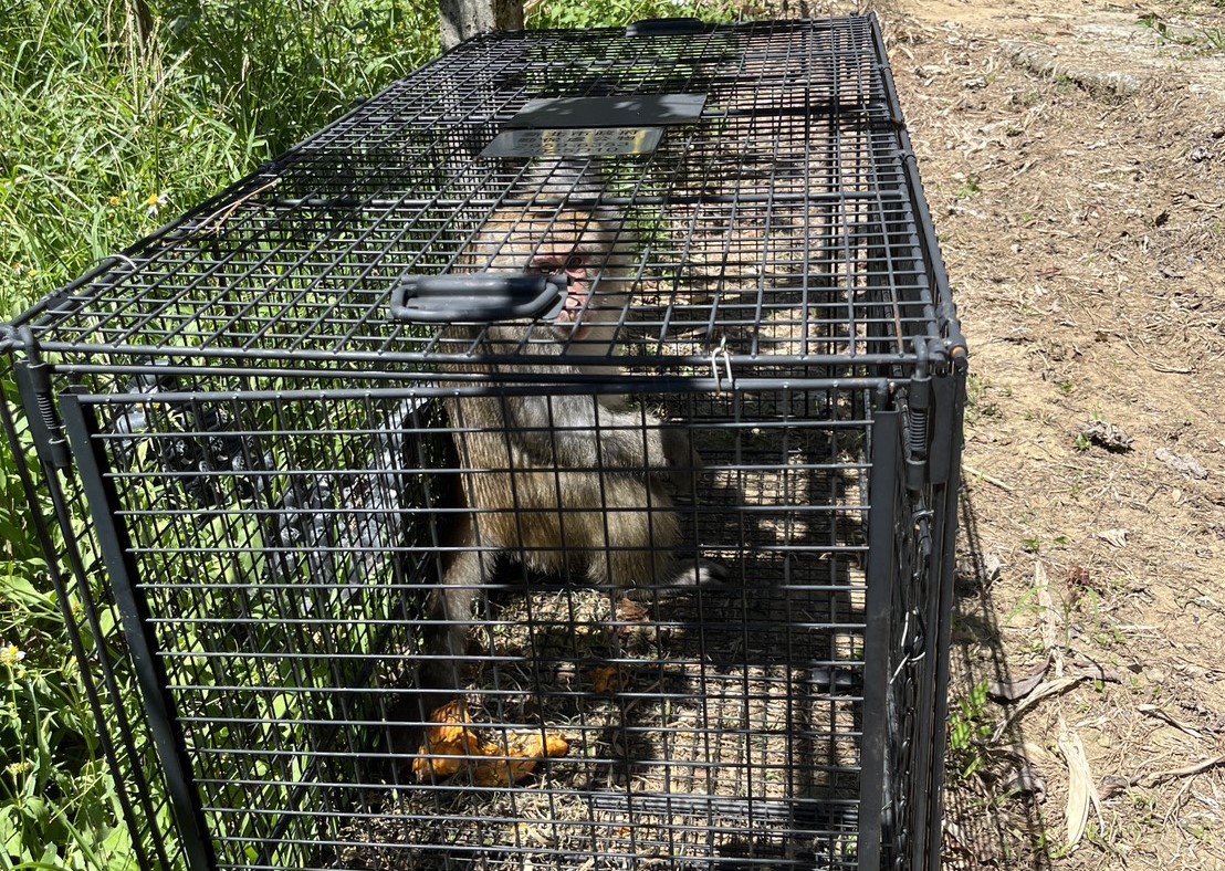 破壞農地獼猴被誘捕籠捕捉，帶去其他區域野放