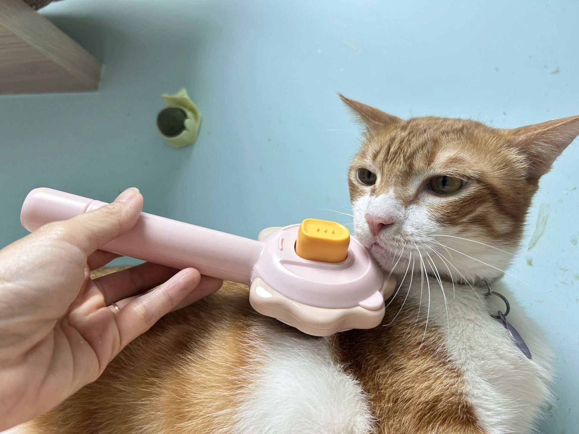  日常互動如撫摸及梳毛能促進人寵關係