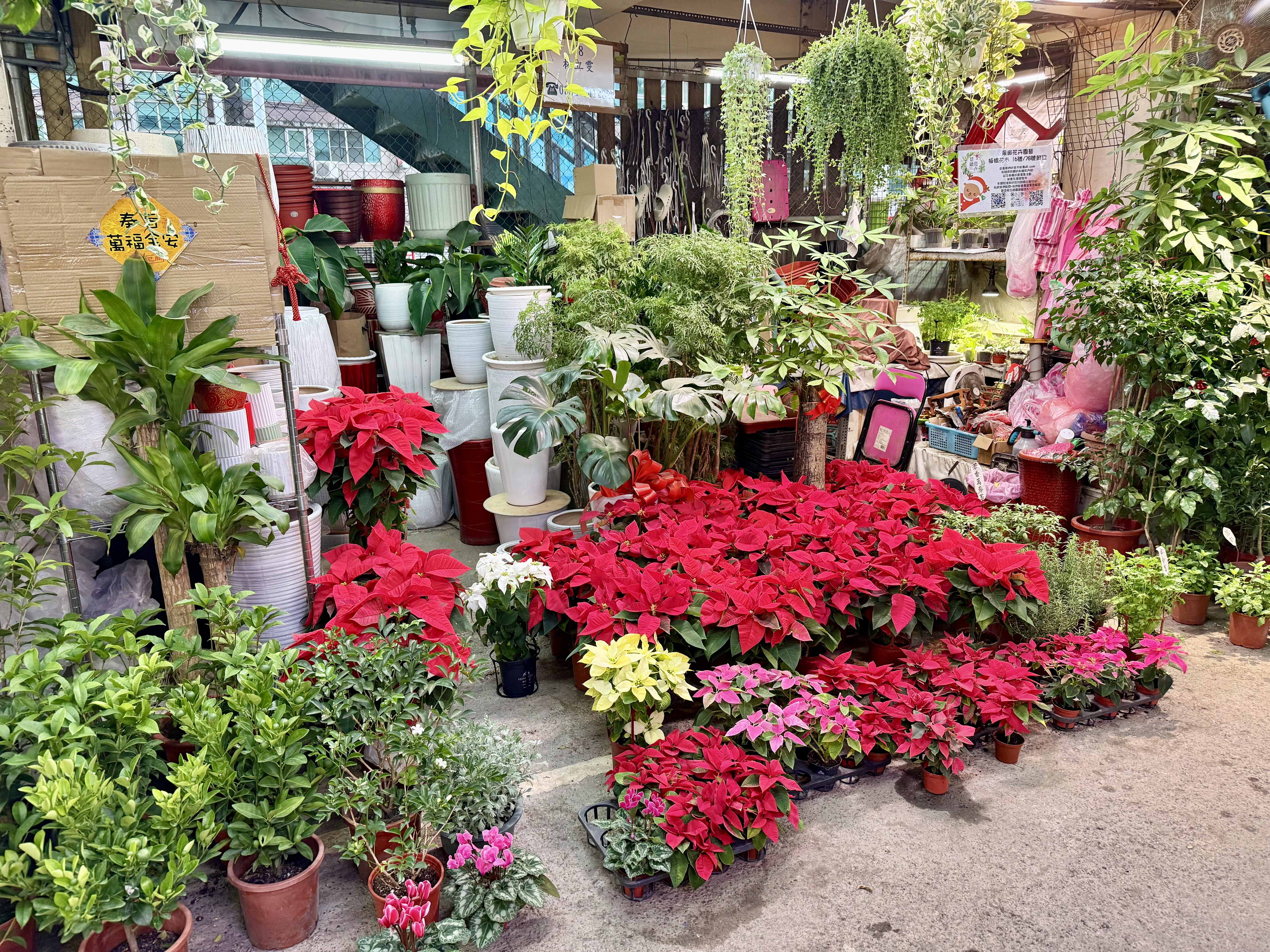 8.花市現正販售聖誕紅等多樣應景花卉