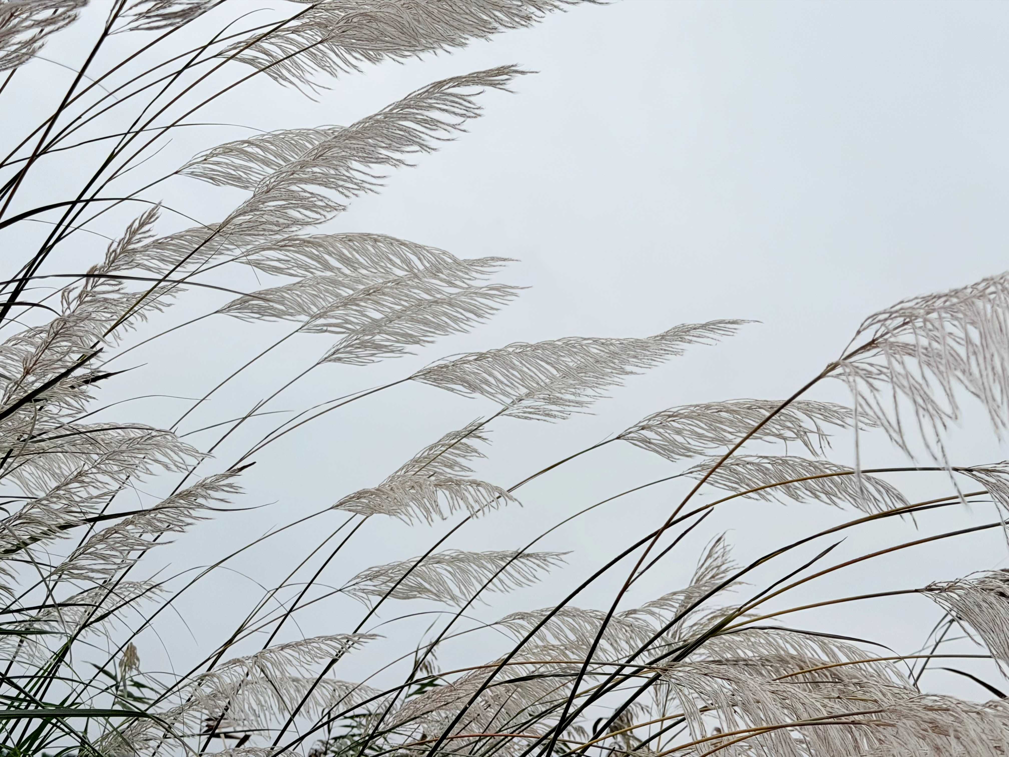  大漢溪沿岸不少白色芒花隨風擺動