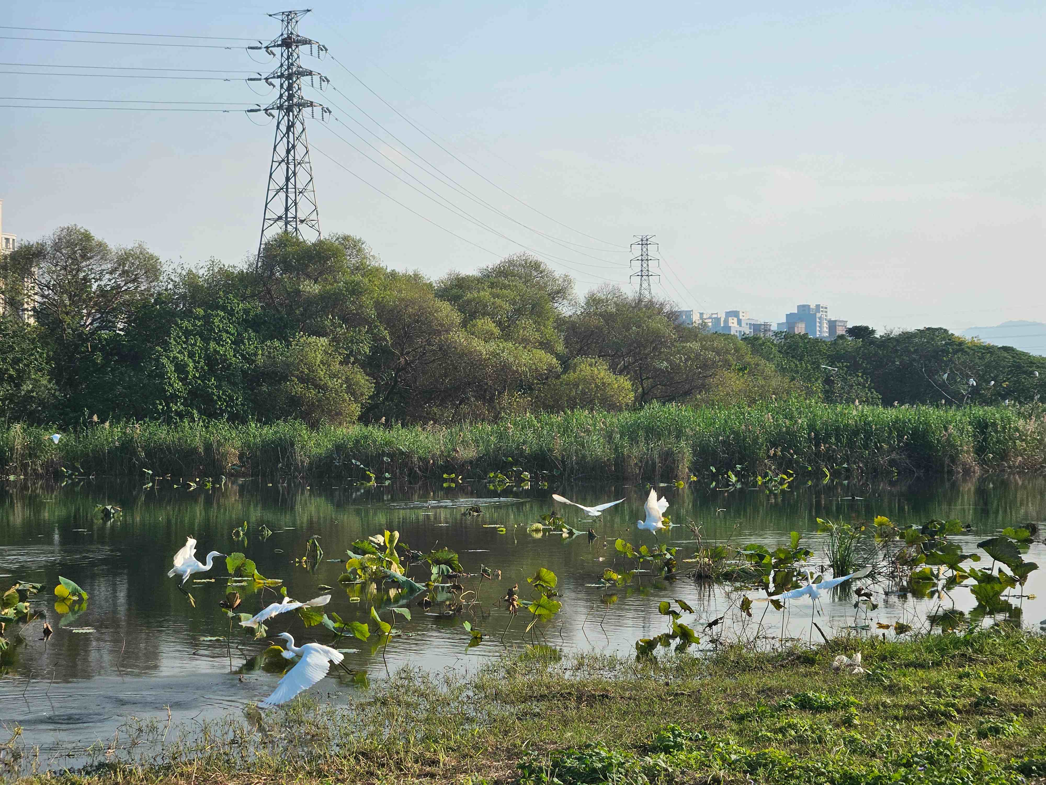 冬日濕地景觀不少鳥類駐足 呈現靜謐柔和的冬季光影