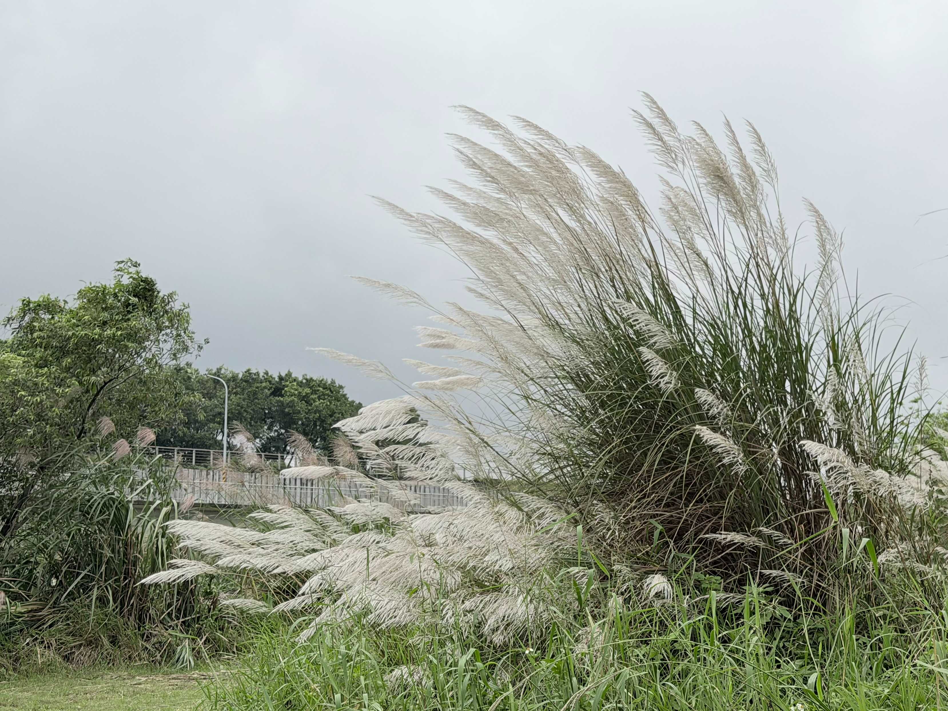 位於大漢溪濕地旁多有芒花，為禾本科秋季開花的植物