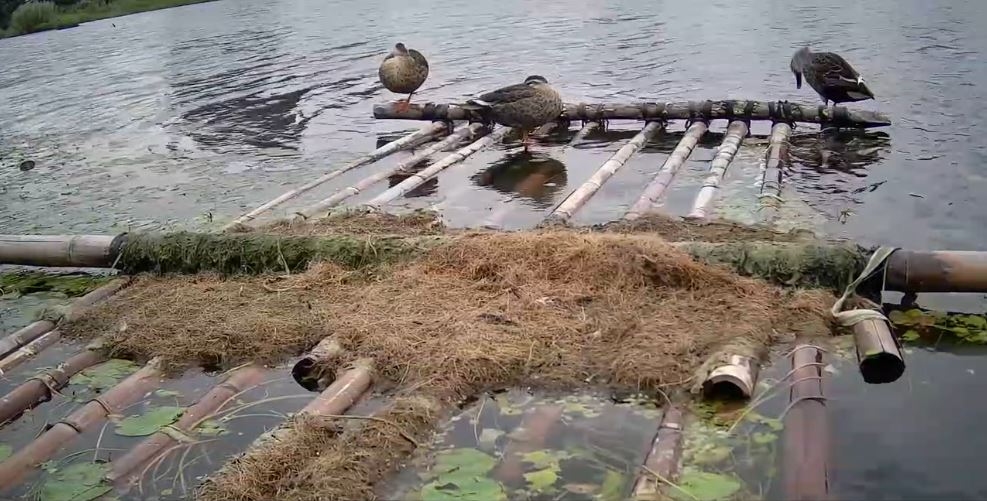 大漢溪濕地除芒花外，另可看到花嘴鴨等冬候鳥