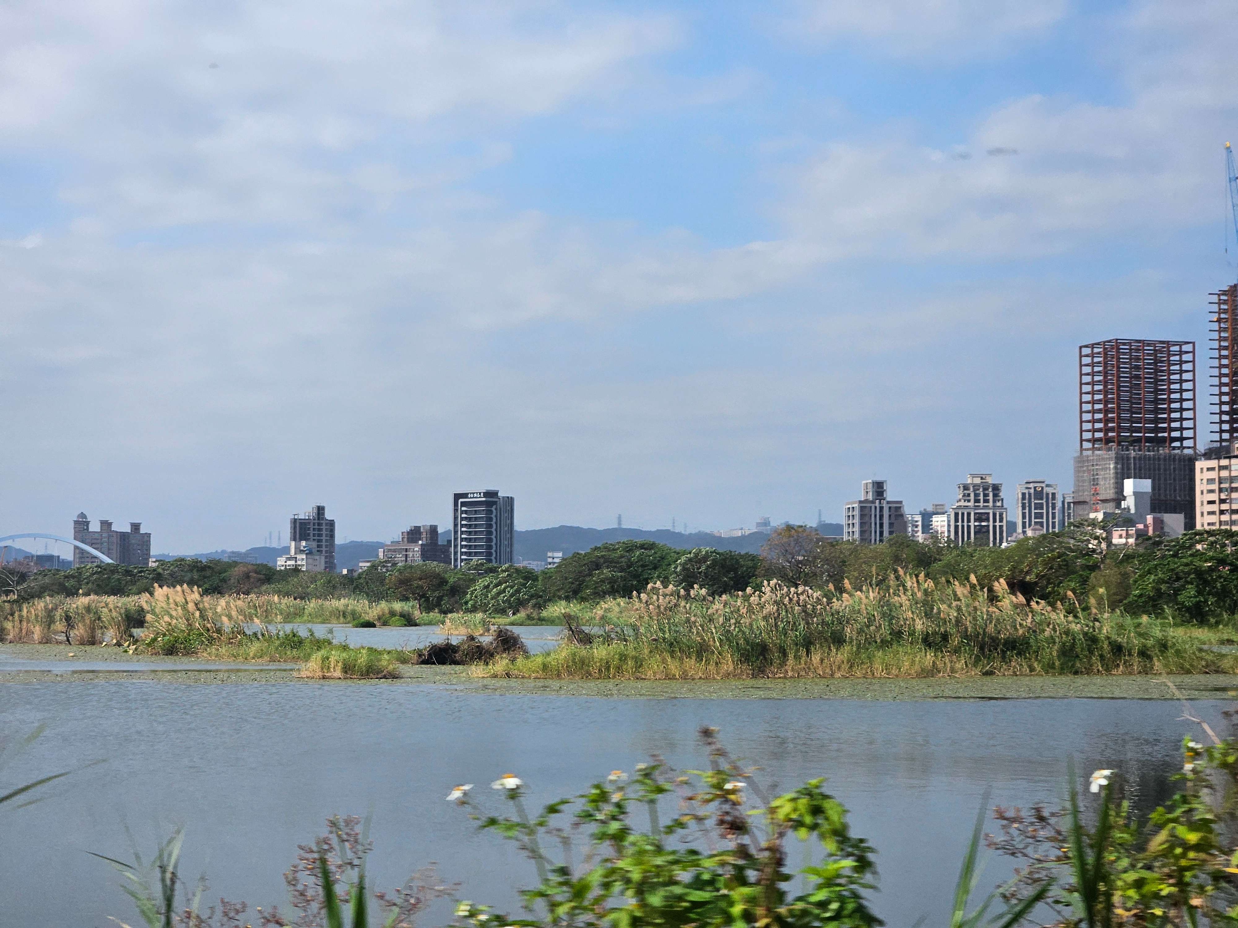  大漢溪沿線河岸不少私密景點長有芒花 賞芒花不必至山上