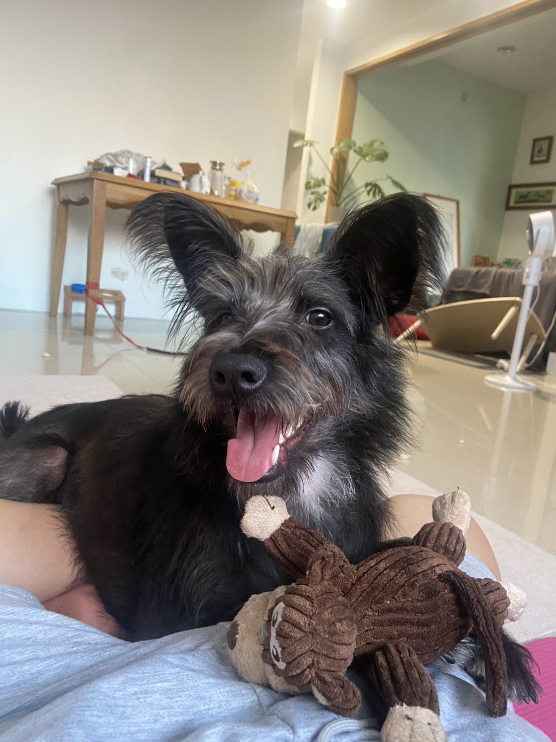  放開心玩耍的「Lange」