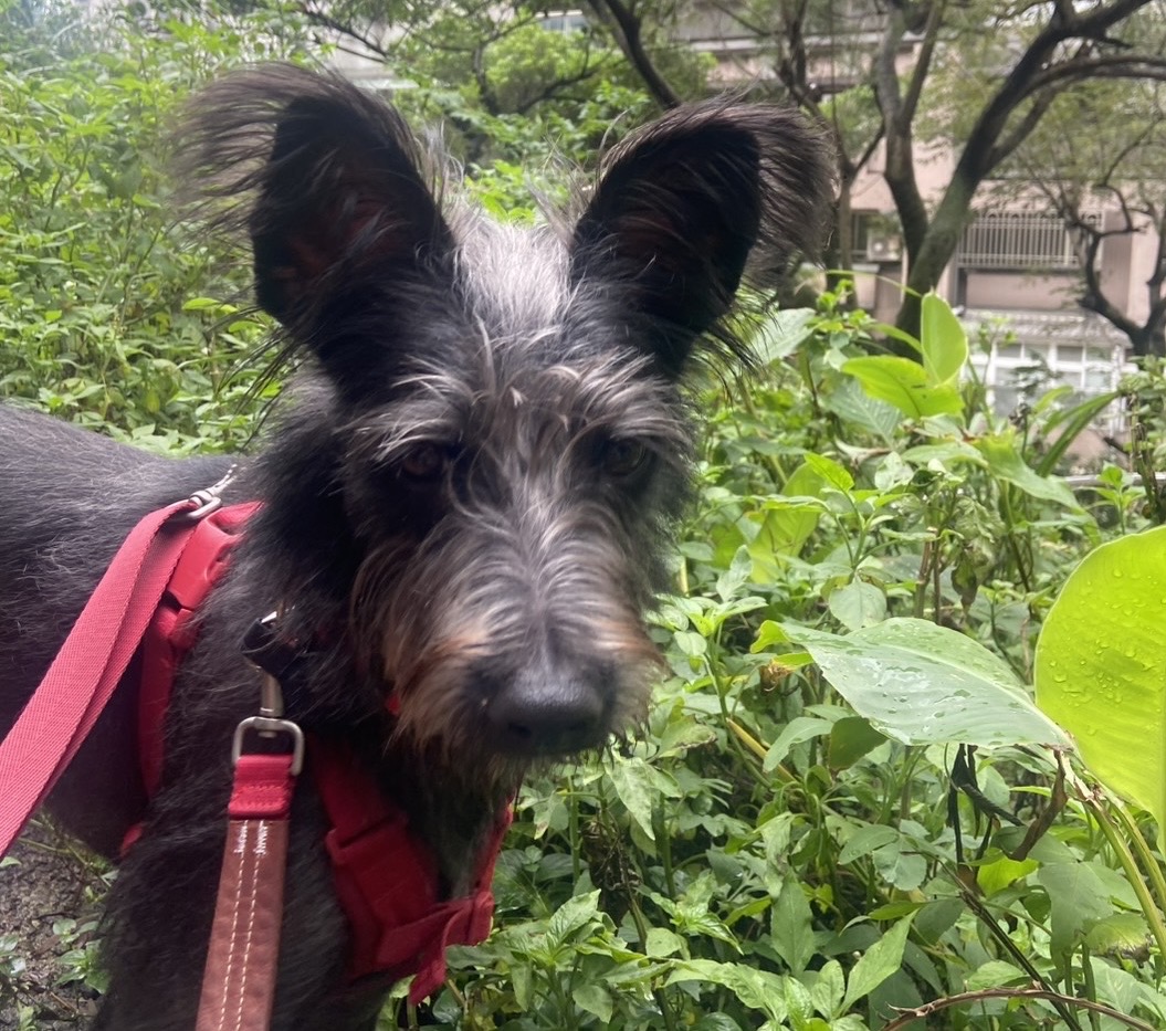  戶外也很自在了