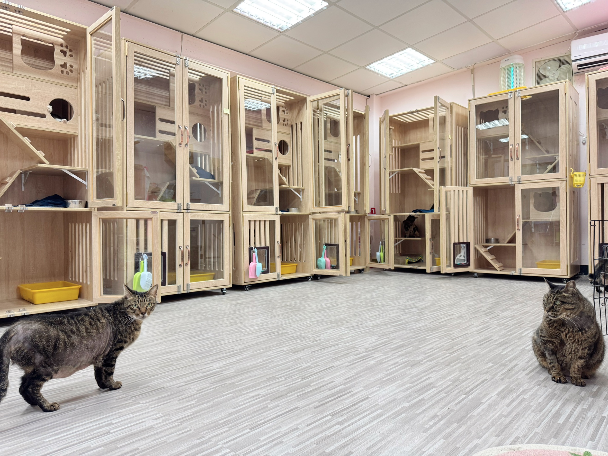  八里新貓屋超吸睛