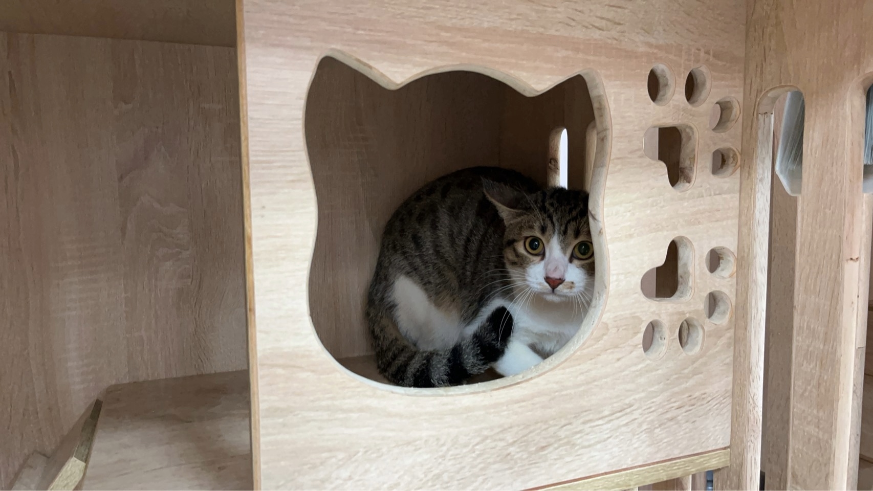 害羞的毛寶貝有藏身的地方