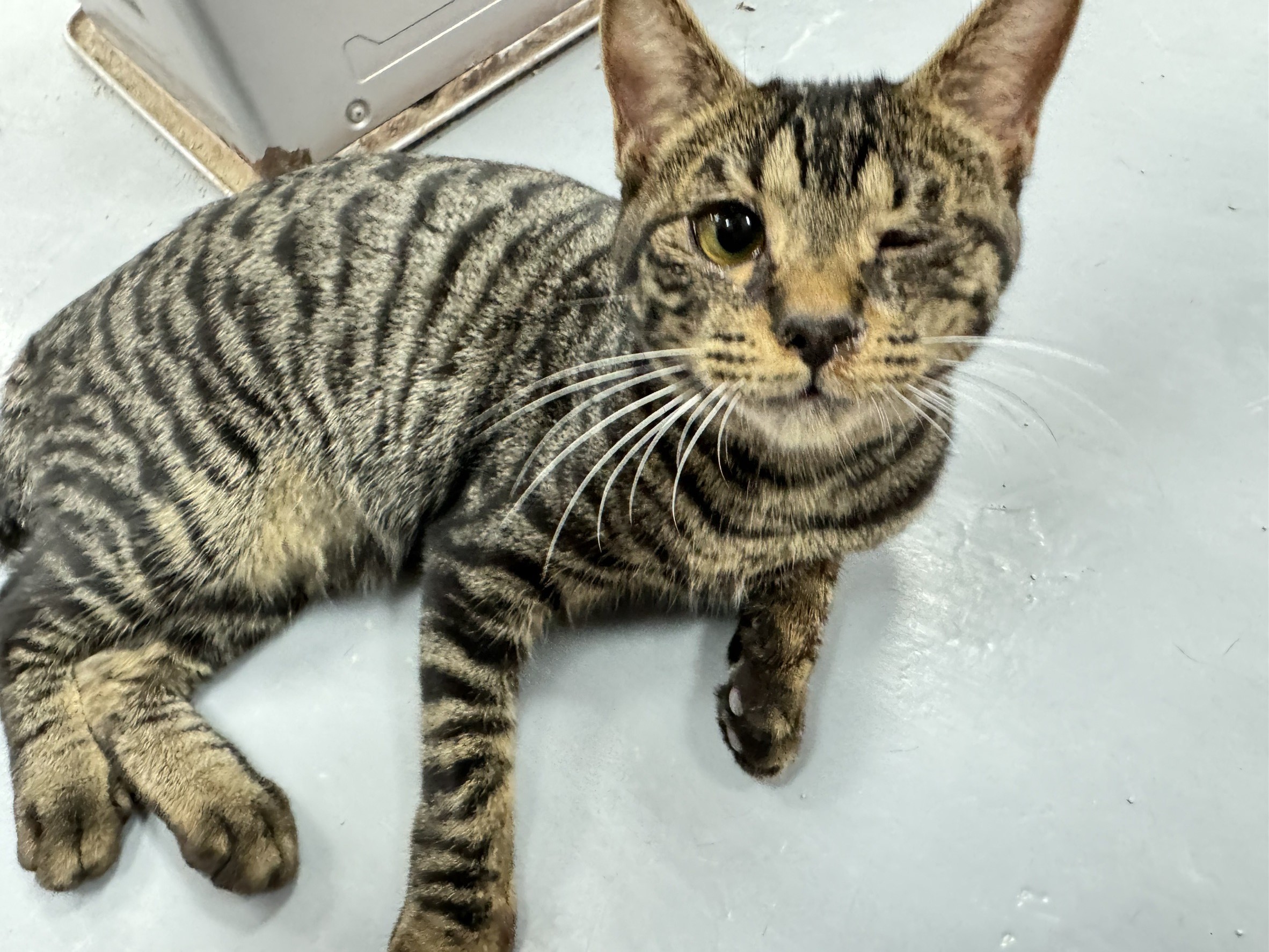  八里「小巴」個性熱情活潑