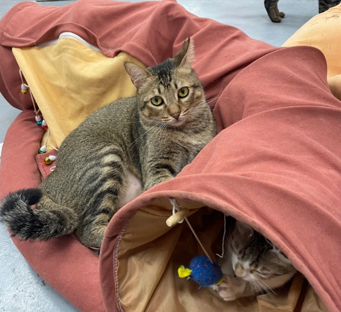  歡迎您來認識八里毛寶貝們