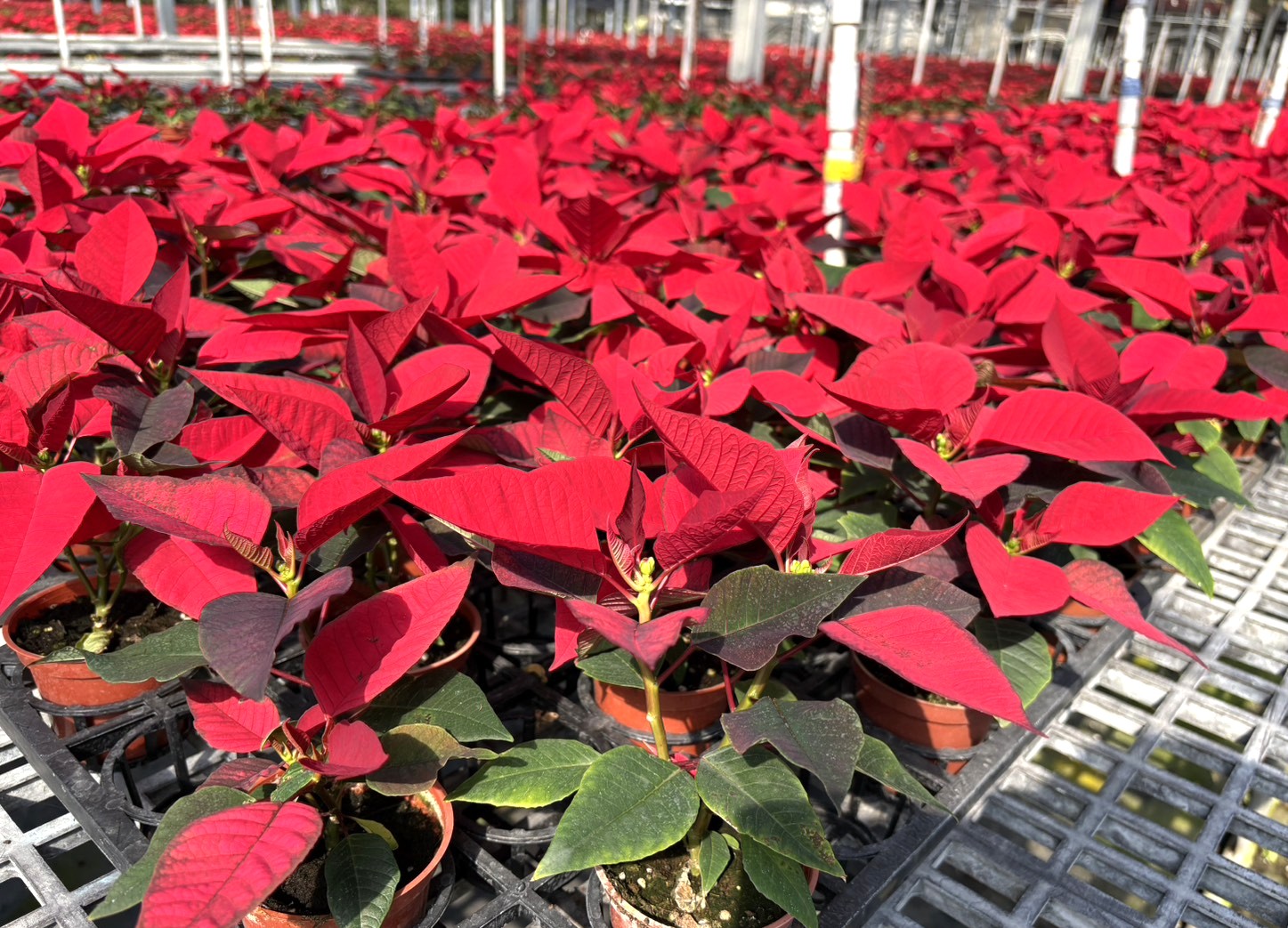 聖誕紅是冬季最應景的植栽，景觀處特別分享進階養護指南，教民眾如何讓聖誕紅延續生命