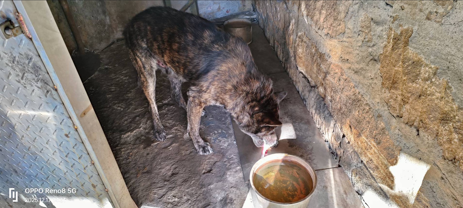  動保處人員稽查傷犬現況，目前已就醫治療。