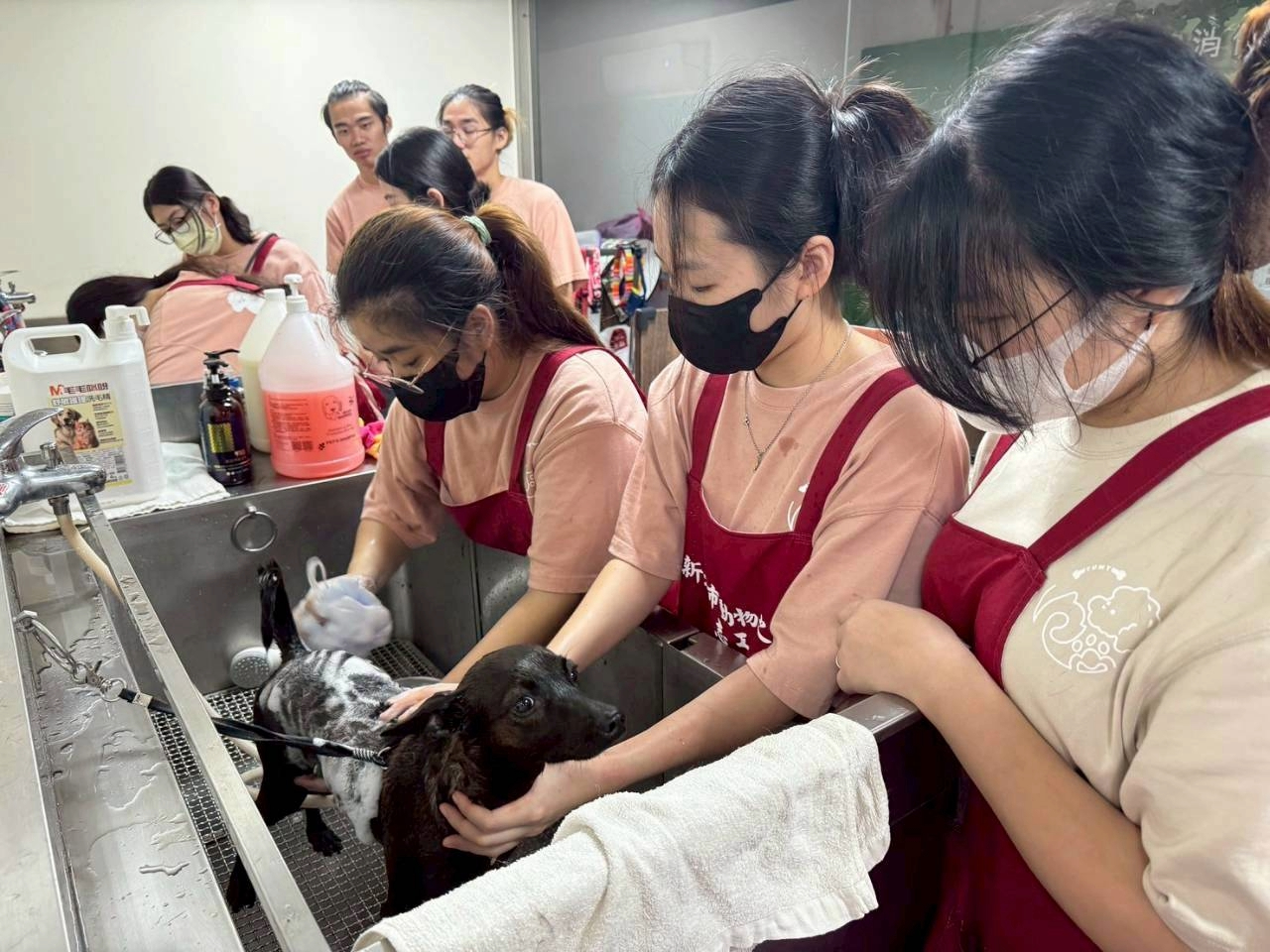 同學協助所內毛寶貝洗澡美容