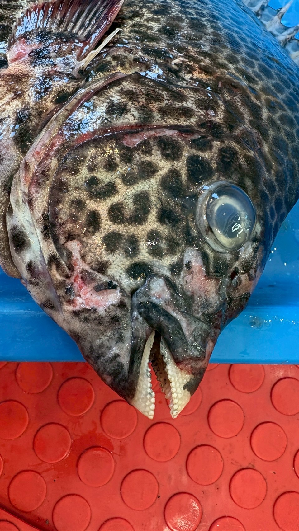 石鯛特殊的嘴部構造