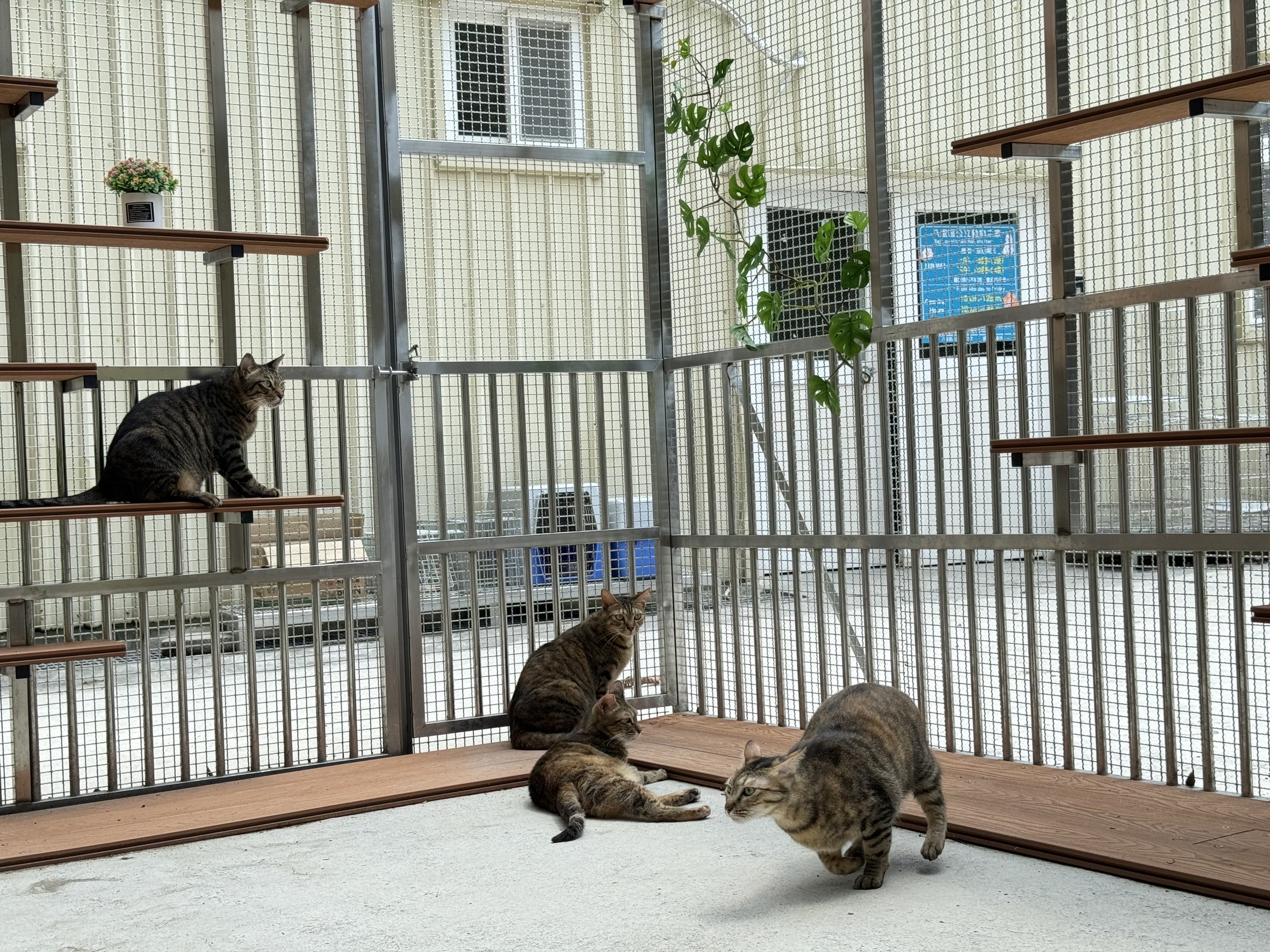  八里的貓貓也能出來放風