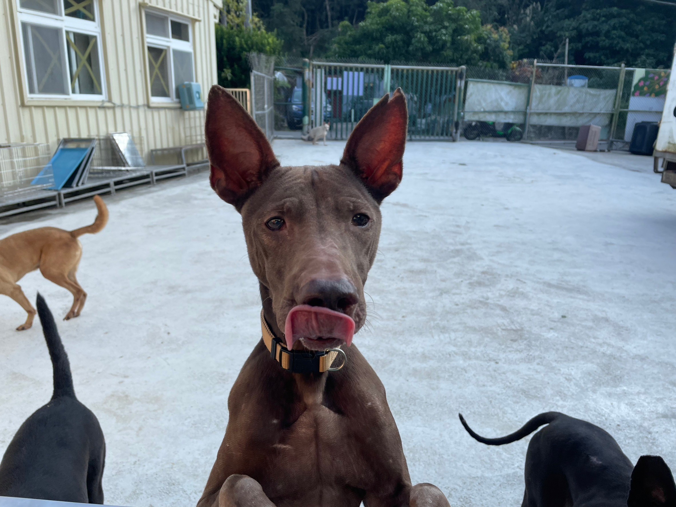 放風是八里毛寶貝的日常