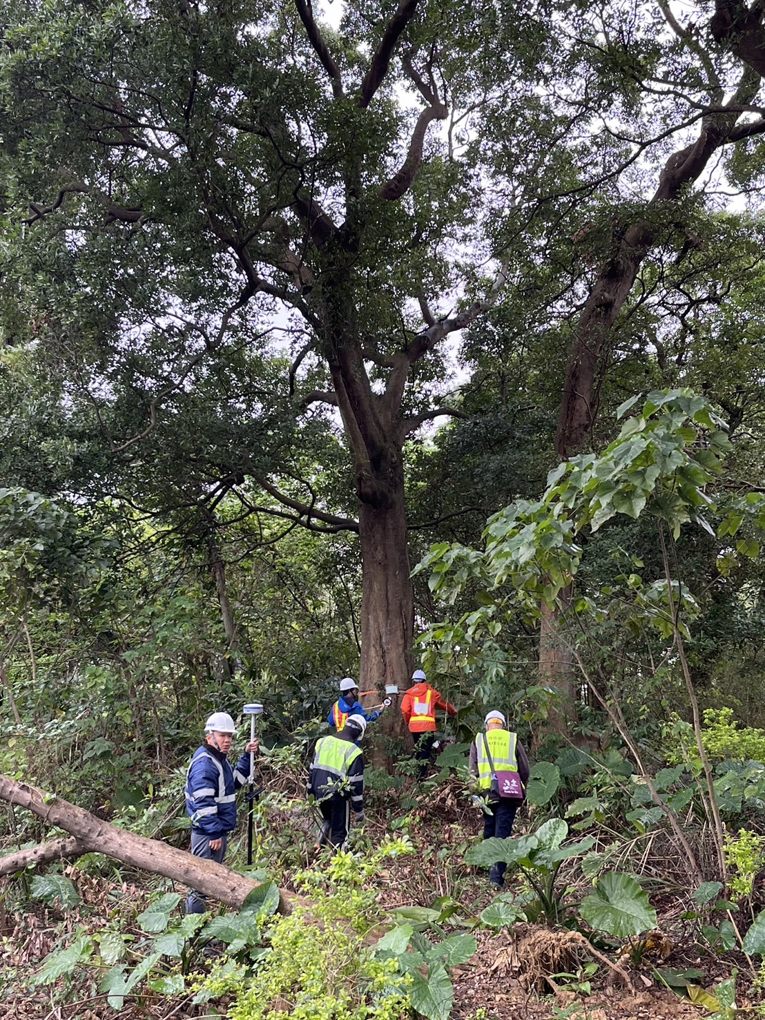 土城司法園區開發工程5株珍貴樹木移植計畫，新北召開樹保大會審議通過，後續將持續監督並確保移植的珍貴樹木健康生長