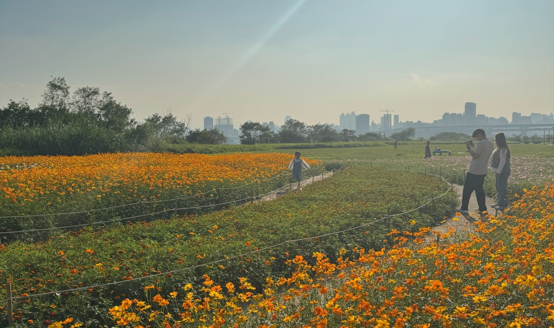 午後駐足花海 向光而行