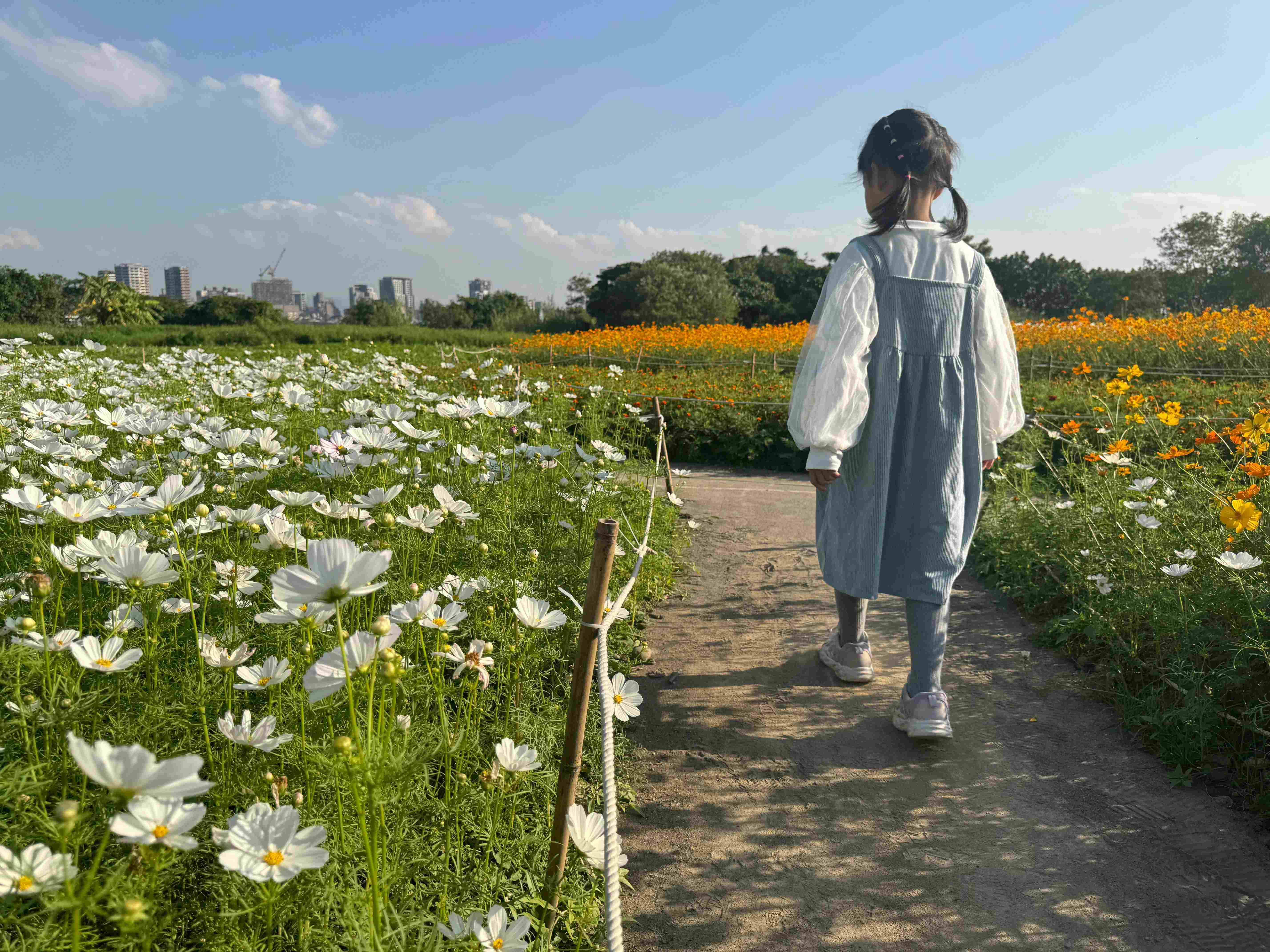 淡水河畔橘黃花海 初冬暖意