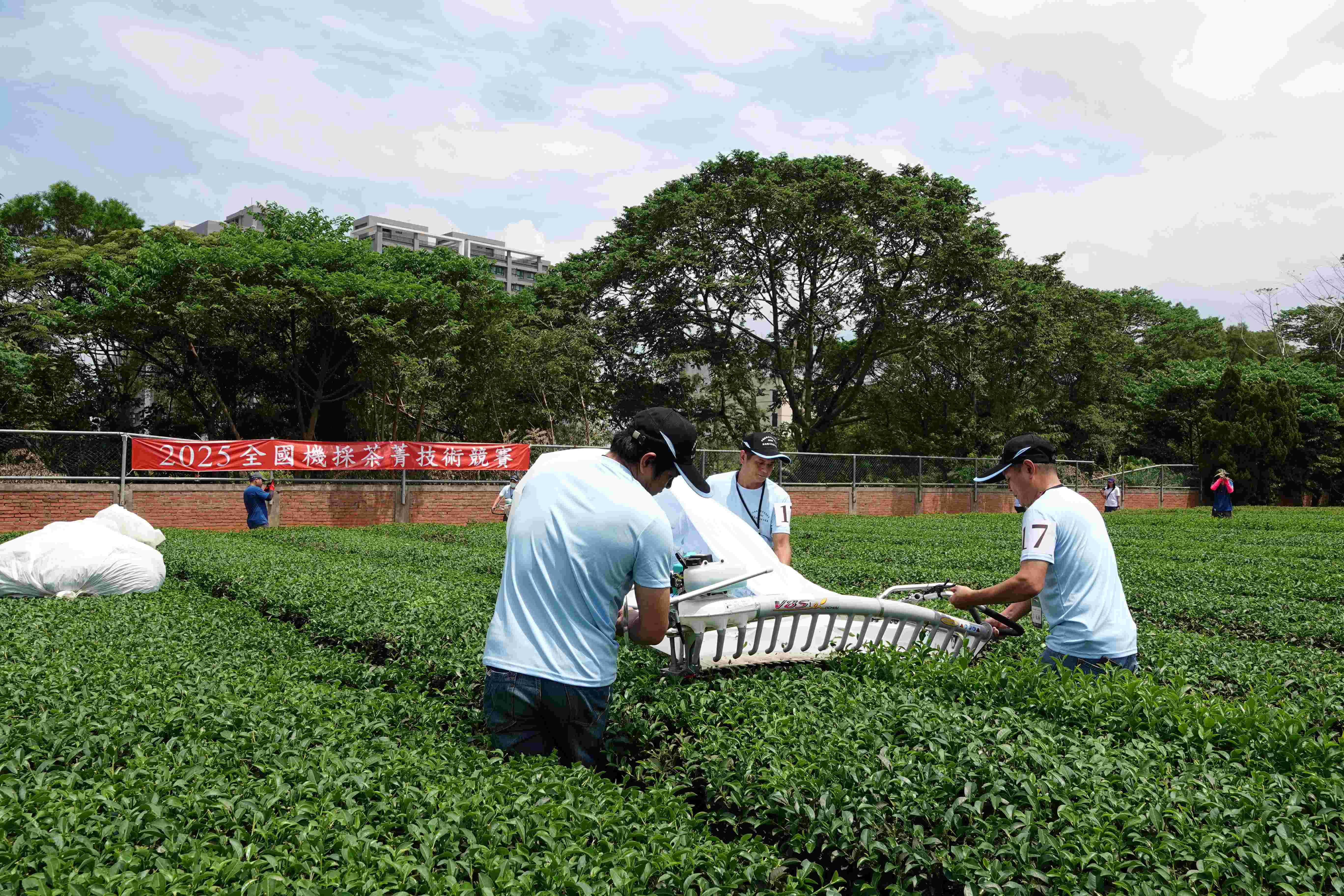 吳永春(右1)與兄弟吳仁智(中)、吳權芳(左1)組隊獲得全國機採茶菁技術競賽季軍