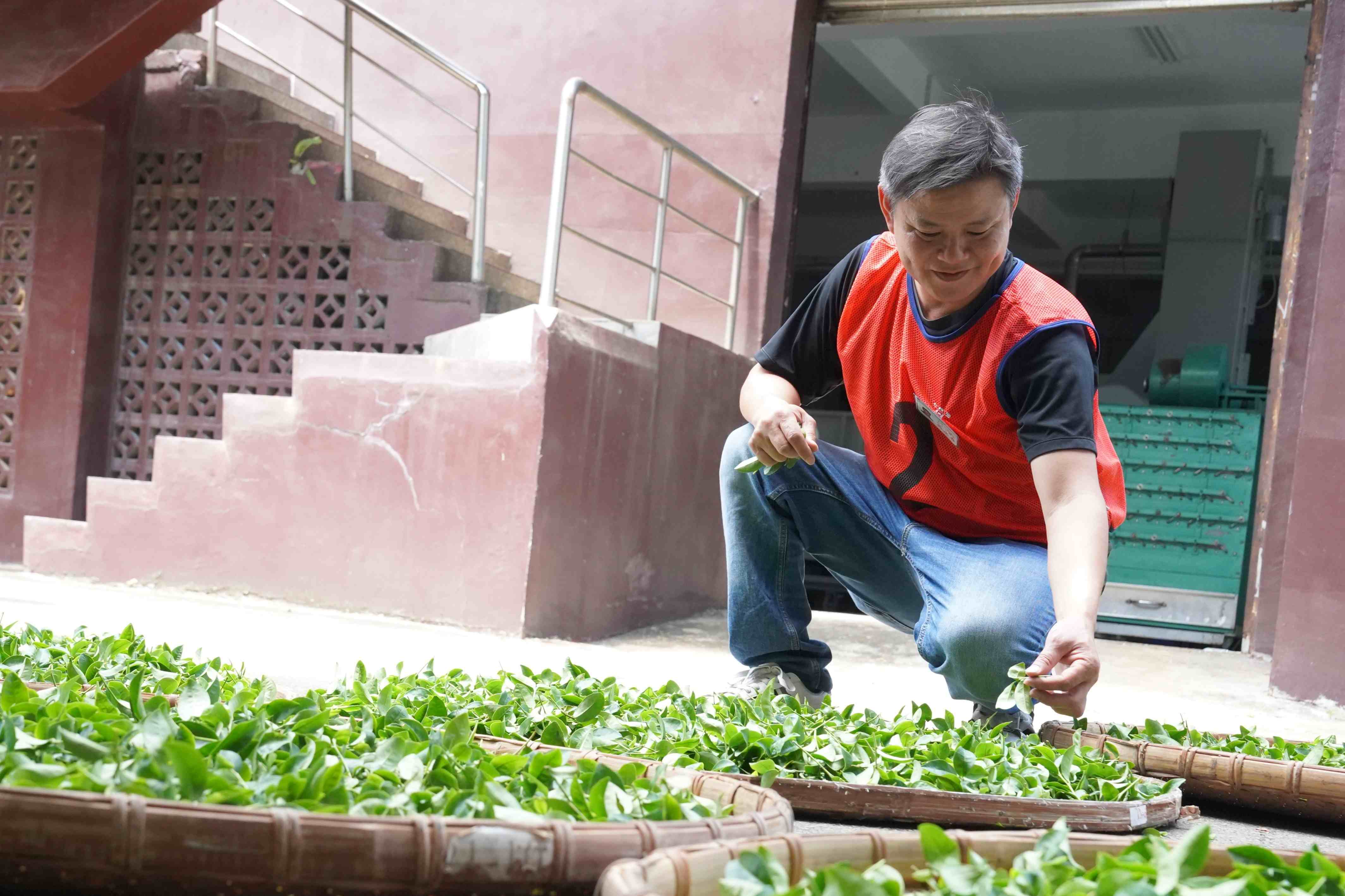  坪林區茶農吳永春獲得114年全國部分發酵茶製茶技術競賽冠軍