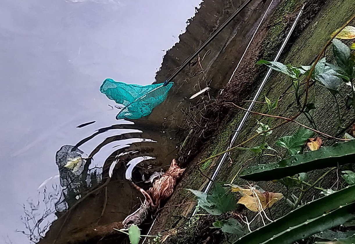 小橘貓受困排水溝中。