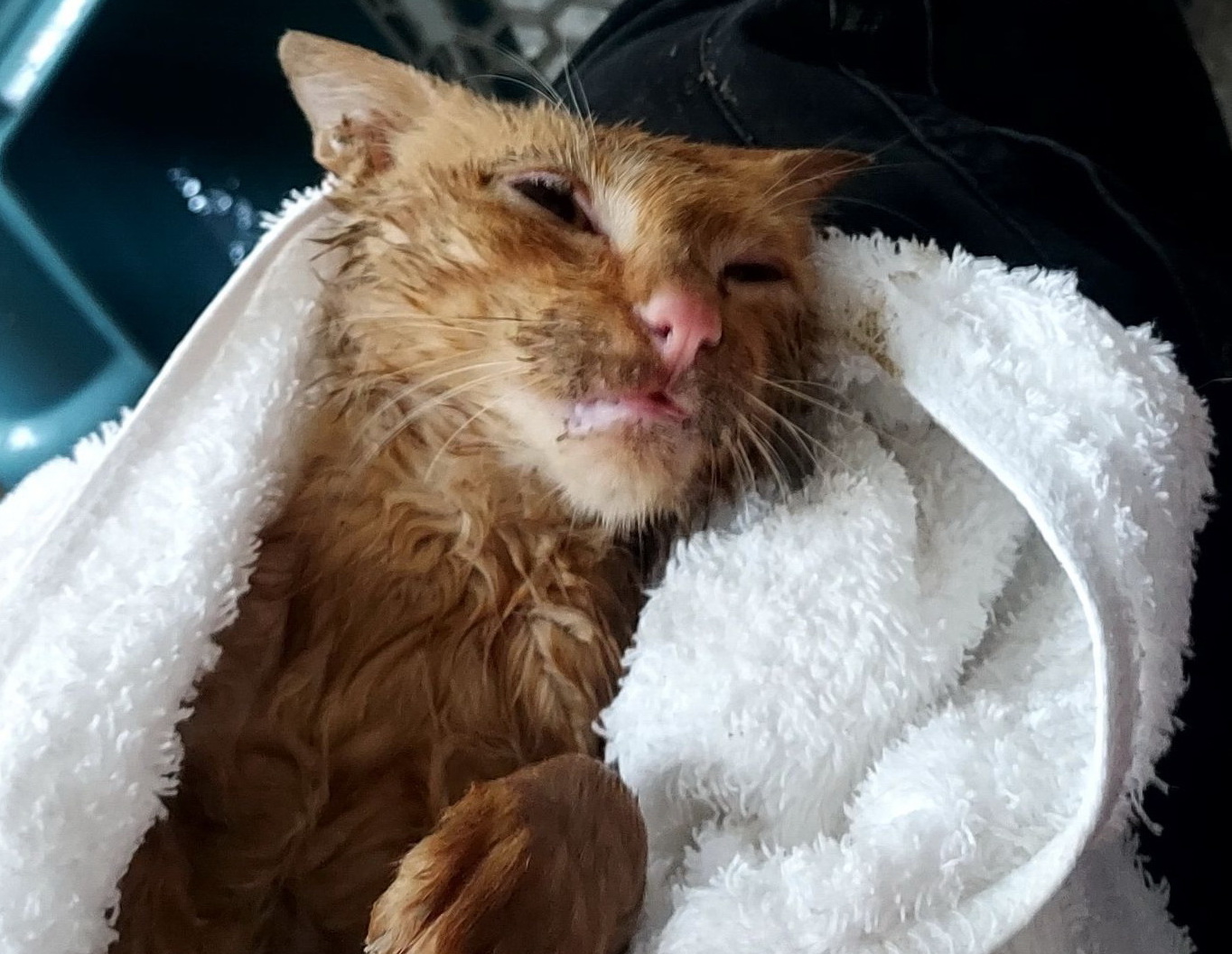 小橘貓用乾毛巾包裹中。