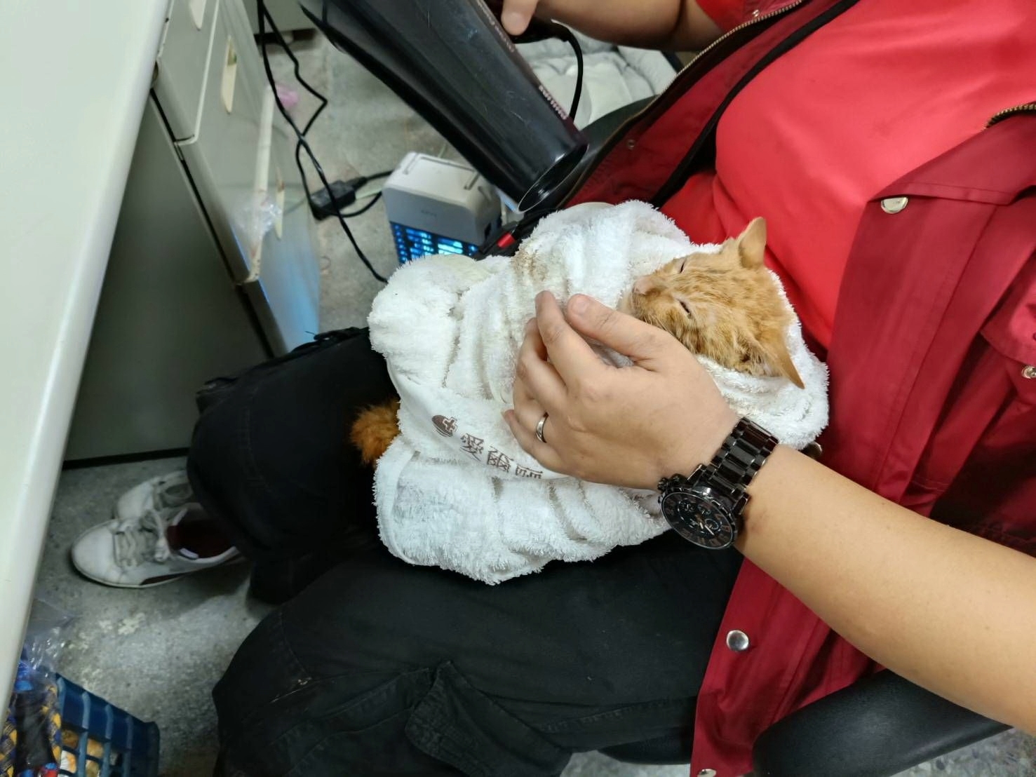 小橘貓吹乾毛髮保暖中。