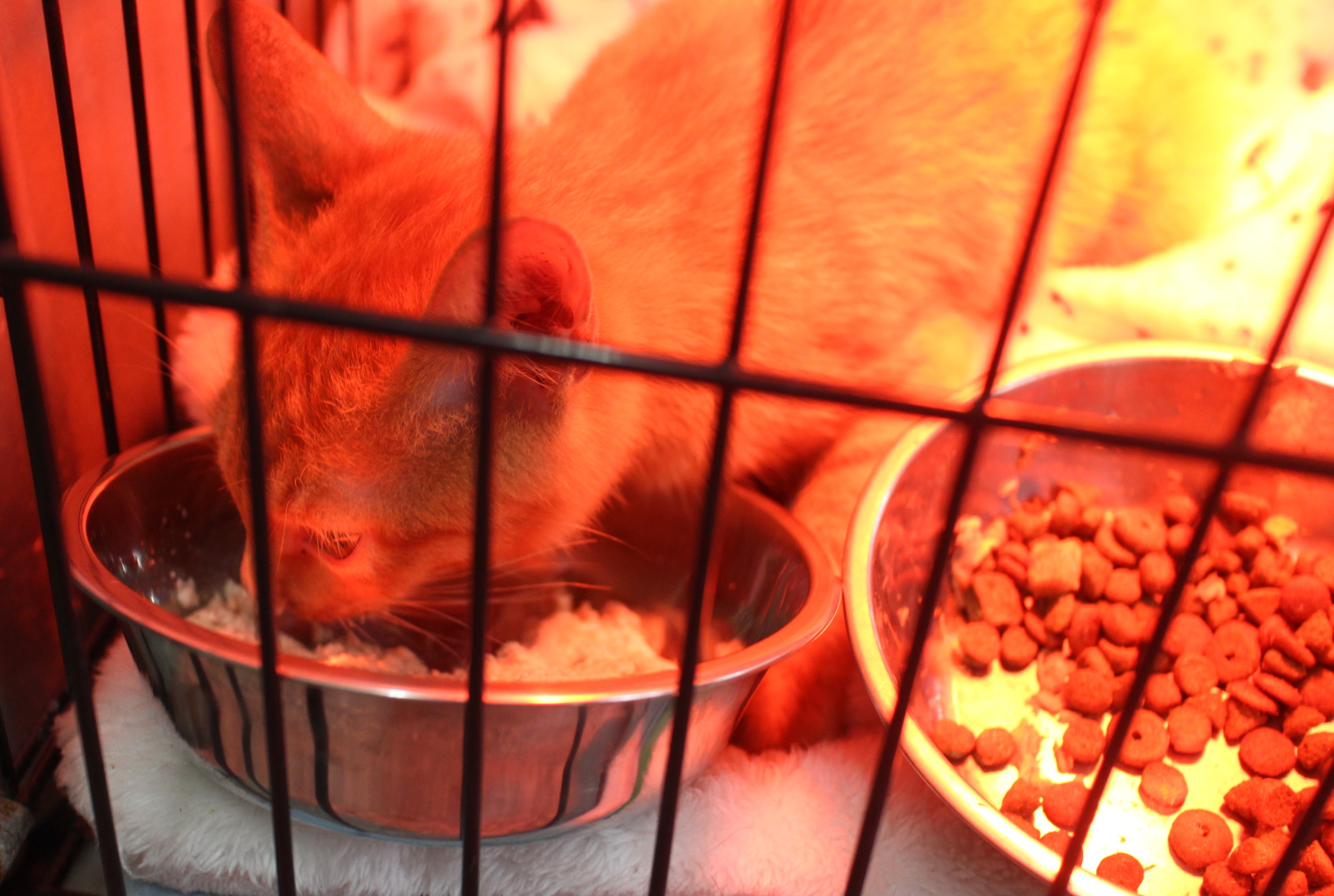 小橘貓開始大吃營養食物中。