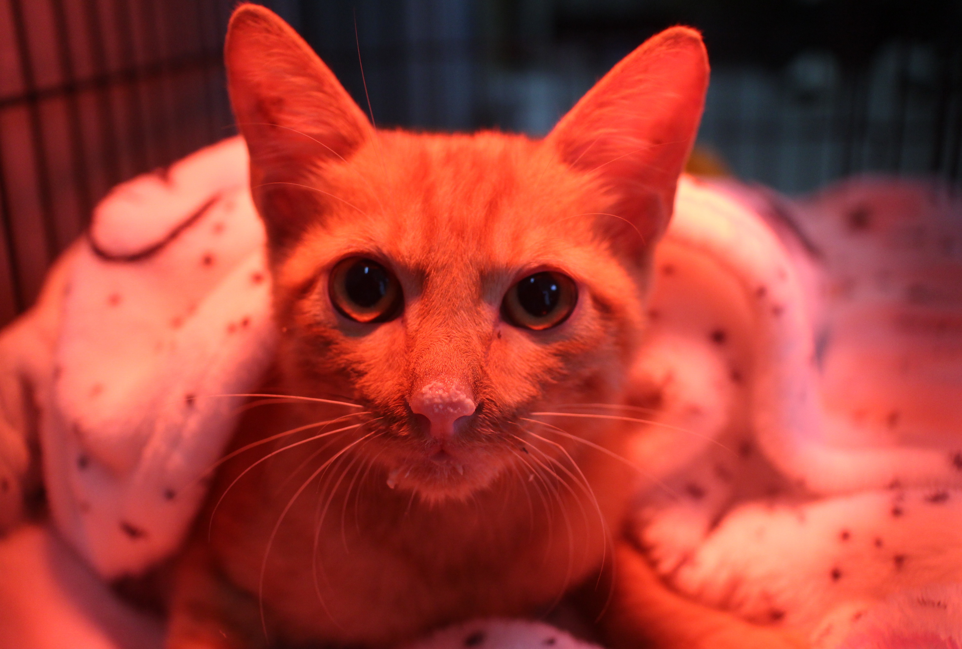 小橘貓吃的滿臉都是食物。