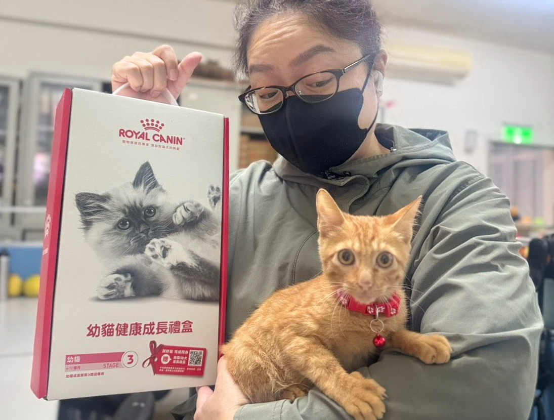 小橘貓開心的與主人互動中。