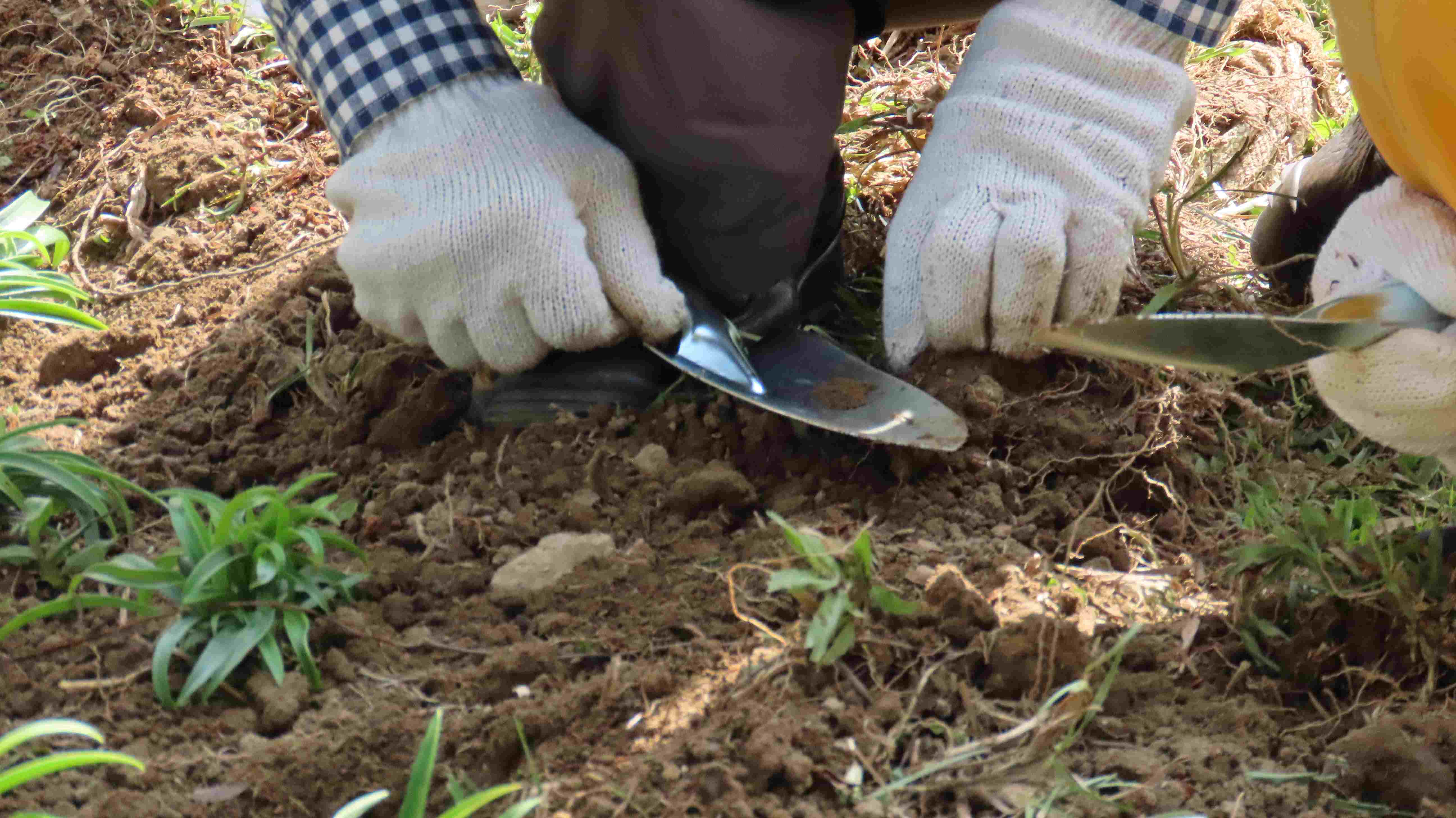 新北市攜手北台七縣市推動「為地球種下一棵樹─百萬人種百萬樹」行動計畫，號召企業、機關學校及團體一同參與植樹